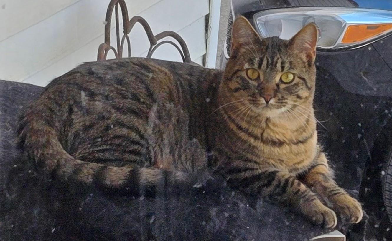 MOCHI, an adoptable American Shorthair in Lake City, MN, 55041 | Photo Image 2