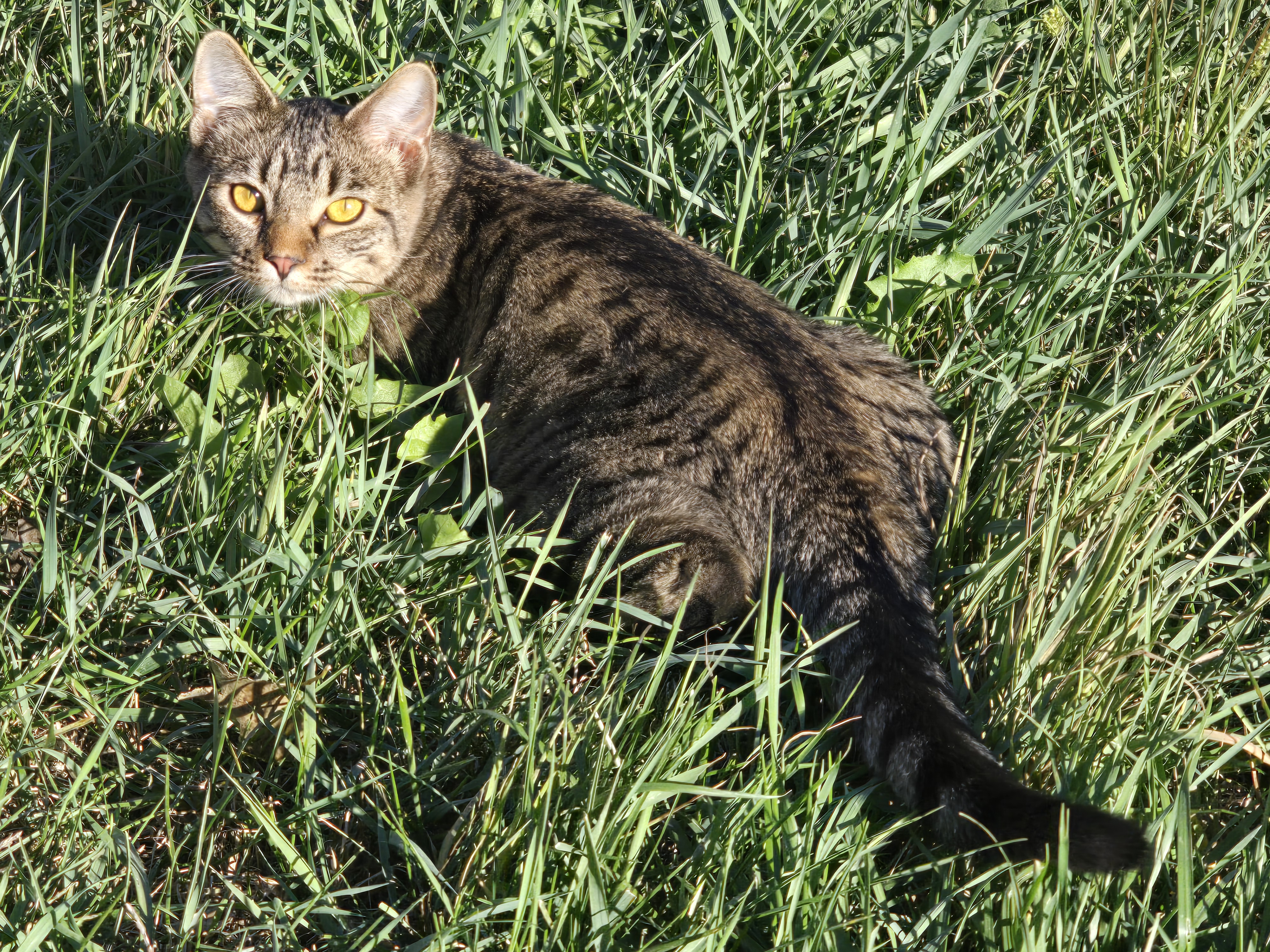 MOCHI, an adoptable American Shorthair in Lake City, MN, 55041 | Photo Image 6