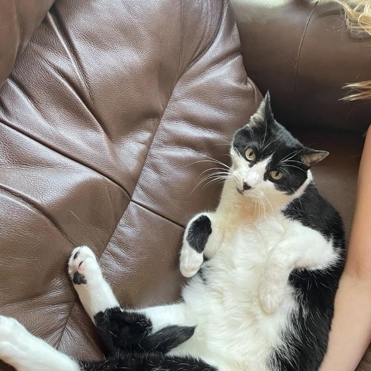 Murphy, adopted, Adult Male Domestic Short Hair.