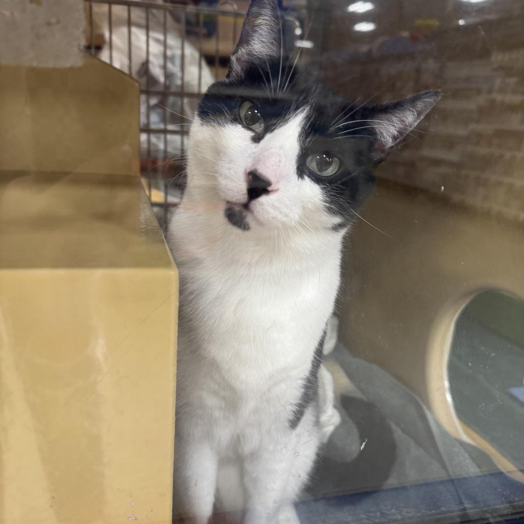 Enlarge Murphy, an adopted Domestic Short Hair in Eau Claire, WI image 2/2