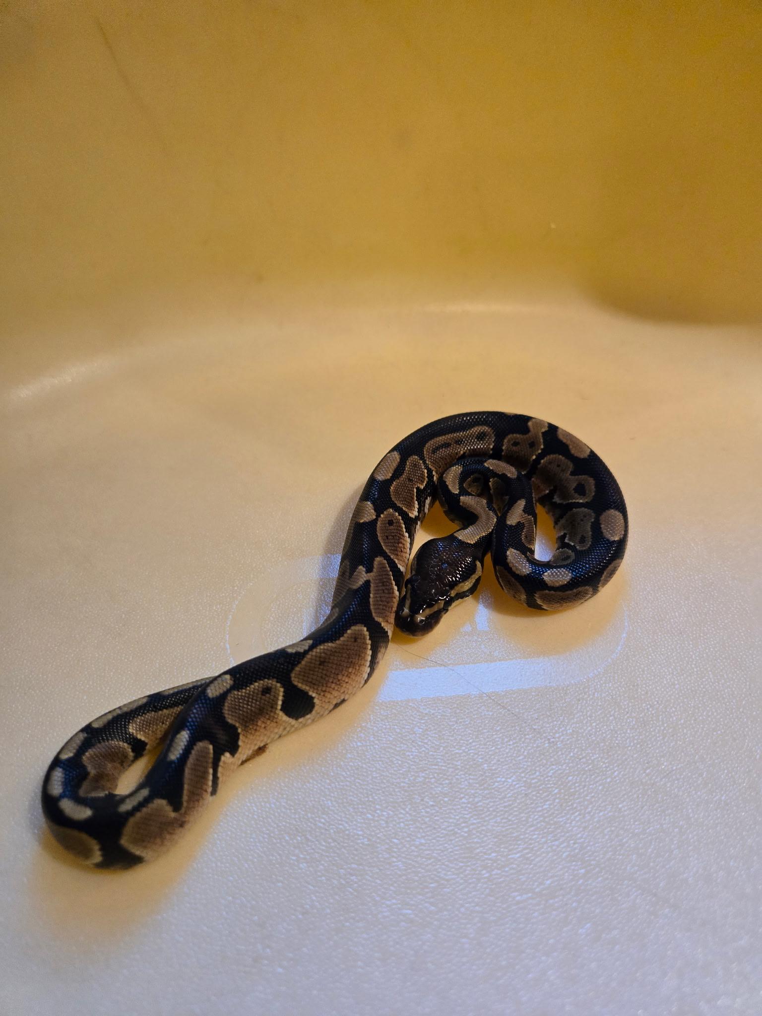 Toast curtosey post, Adoptable, Baby Female Ball Python.