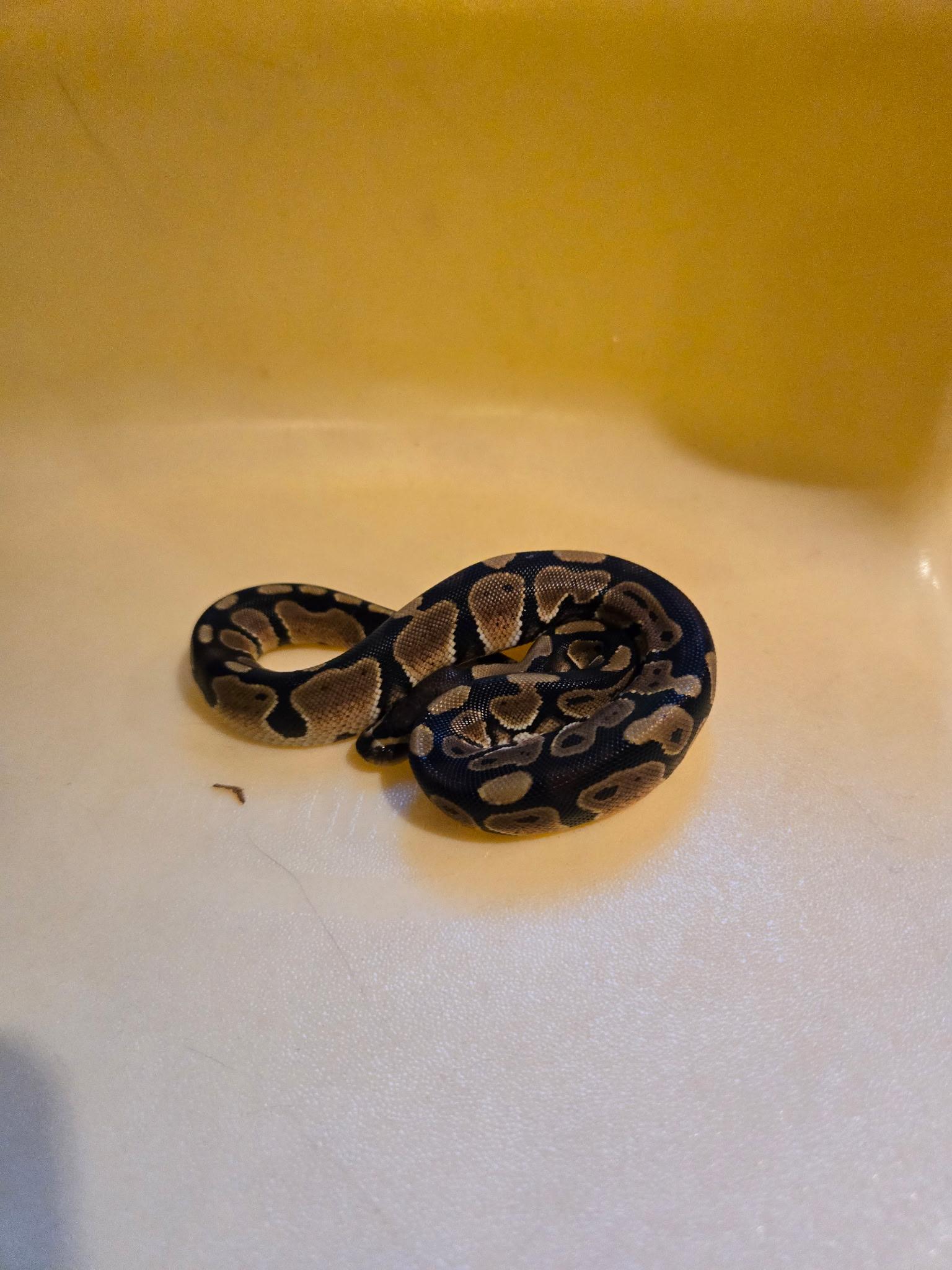 Toast curtosey post, a Adoptable Ball Python in Elwood, NJ image 2/2
