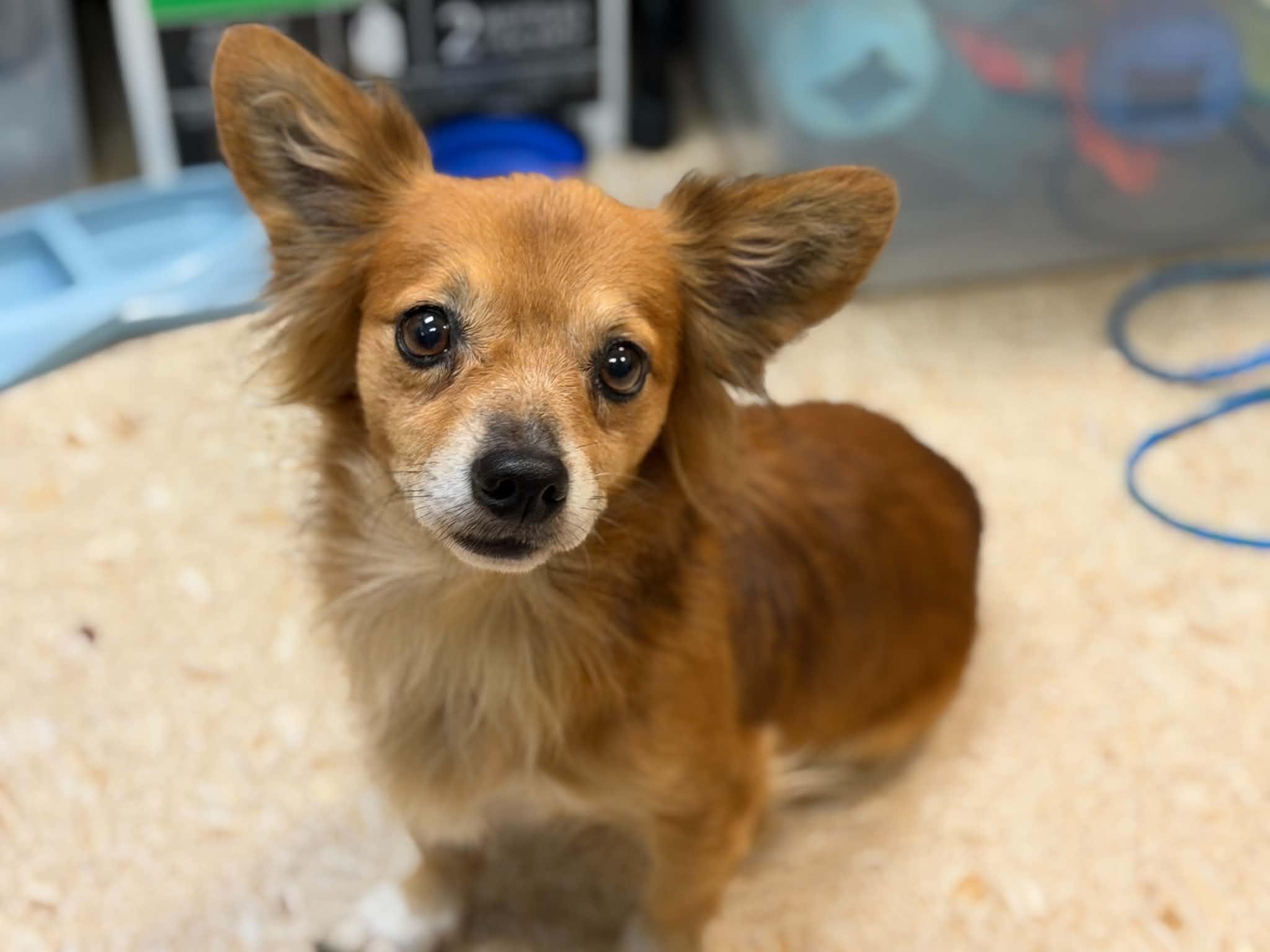 Wybie, Adopted, Adult Male Chihuahua.