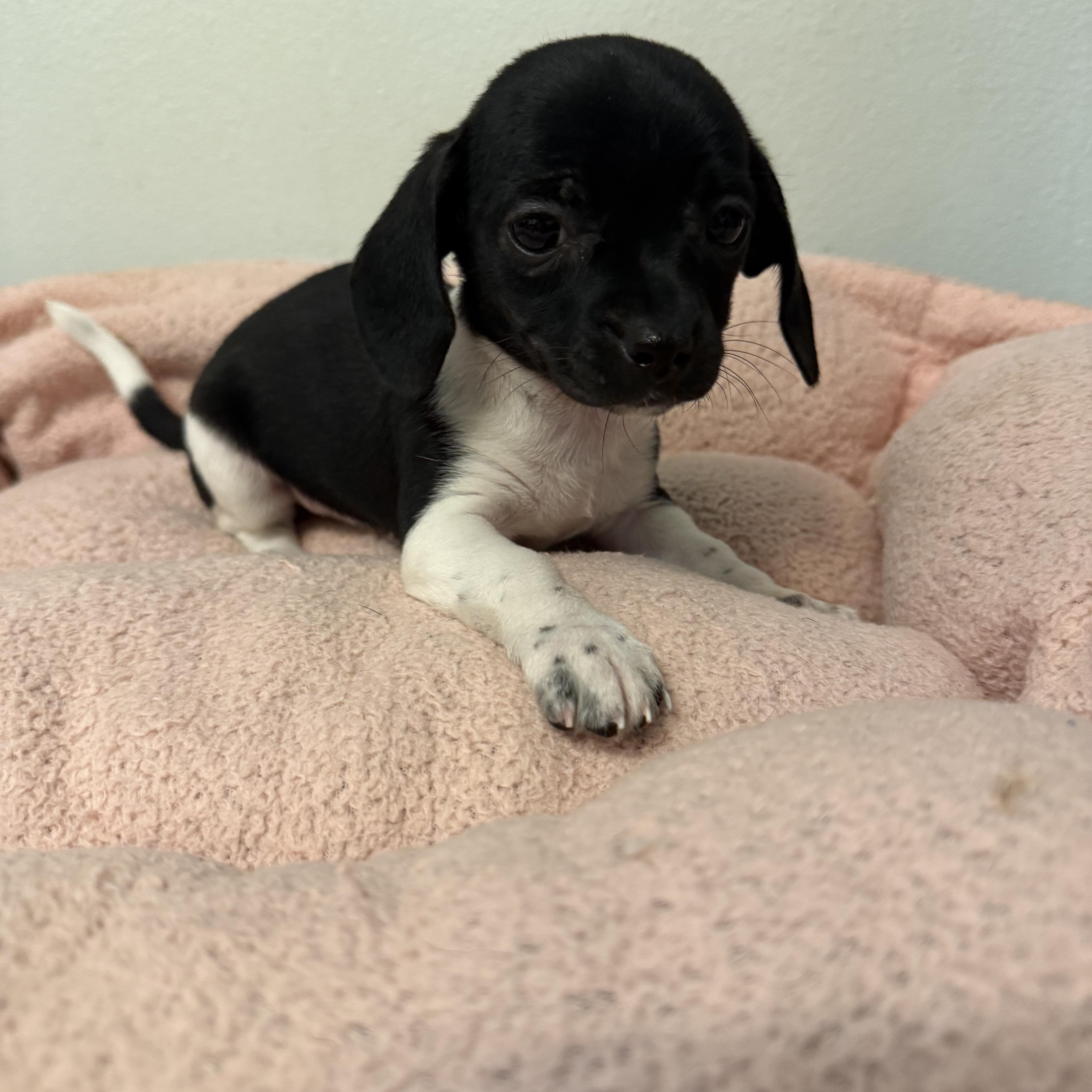Enlarge Fall in love with Heidi and Hilda, the dachshund  puppies, an adopted Dachshund in Niantic , CT image 3/6