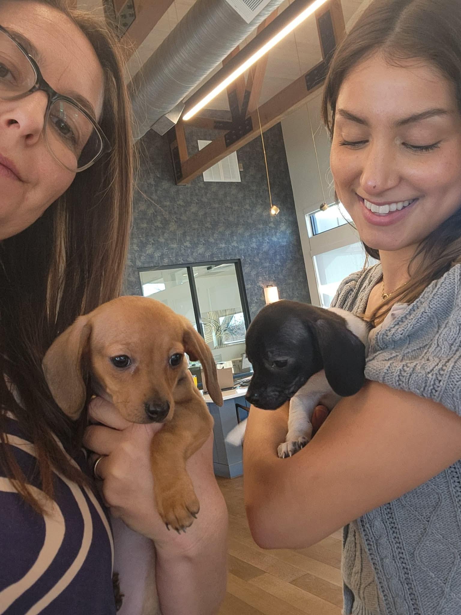 Enlarge Fall in love with Heidi and Hilda, the dachshund  puppies, an adopted Dachshund in Niantic , CT image 1/6