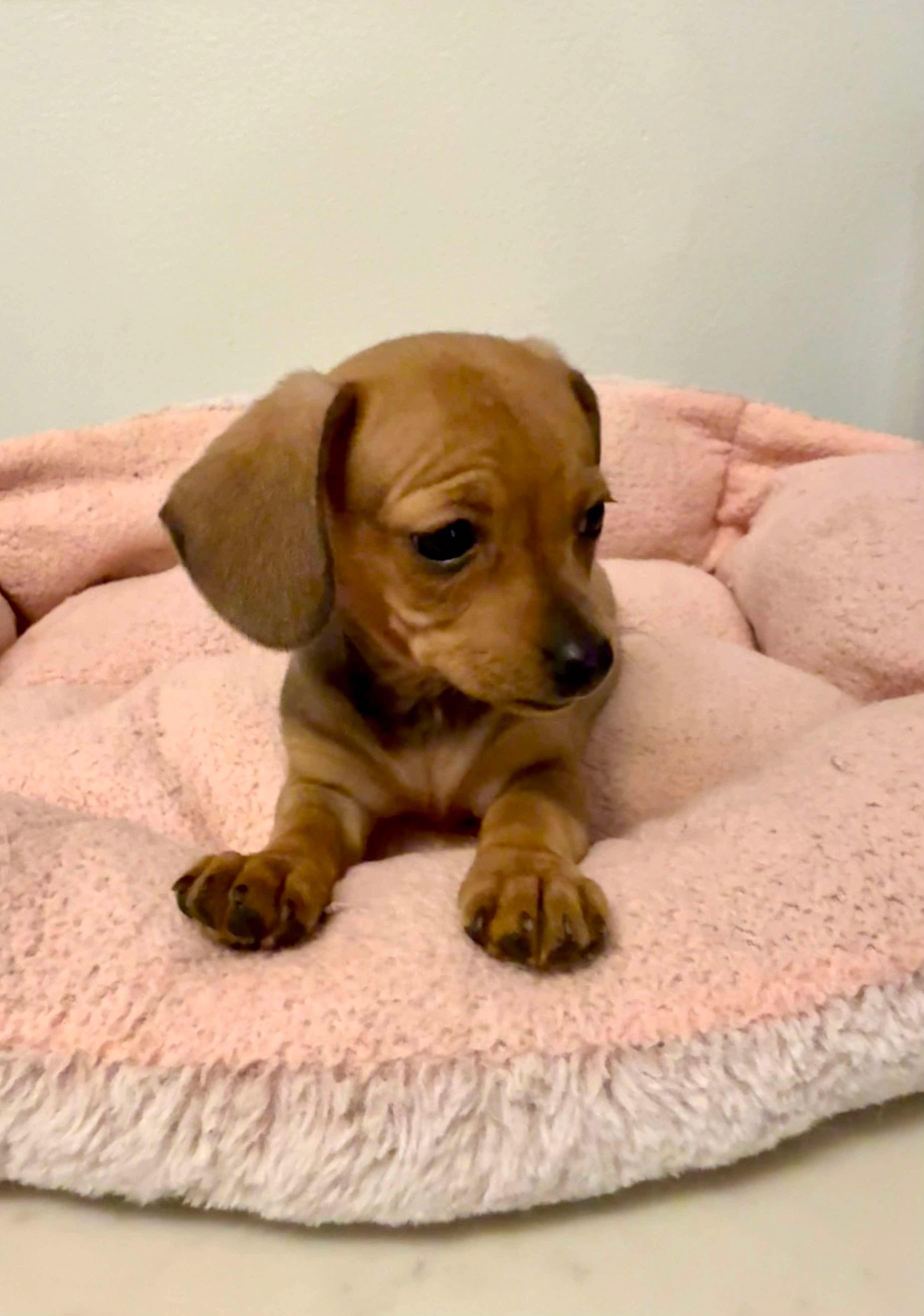 Enlarge Fall in love with Heidi and Hilda, the dachshund  puppies, an adopted Dachshund in Niantic , CT image 6/6