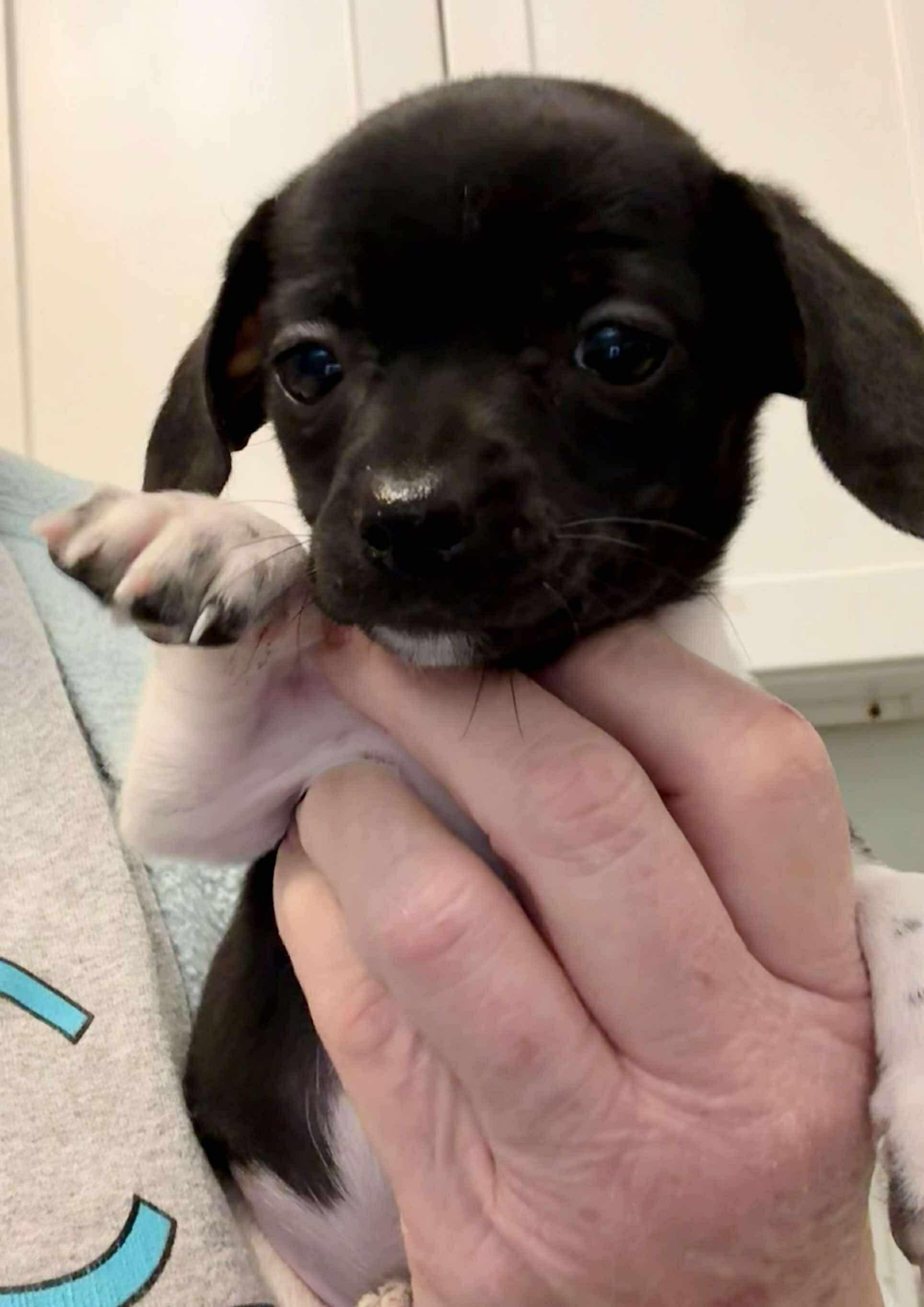 Enlarge Fall in love with Heidi and Hilda, the dachshund  puppies, an adopted Dachshund in Niantic , CT image 4/6