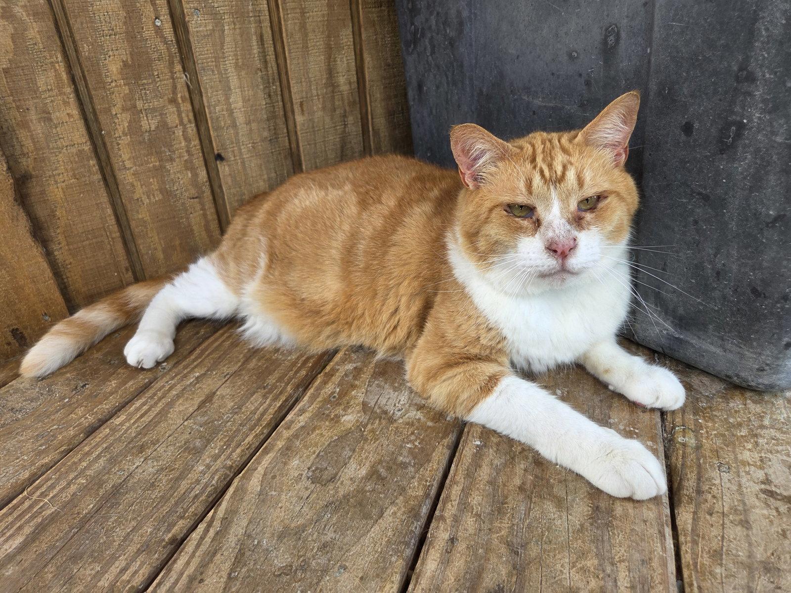 Enlarge Pumpkin, a Adoptable mixed breed in Attalla, AL image 2/3
