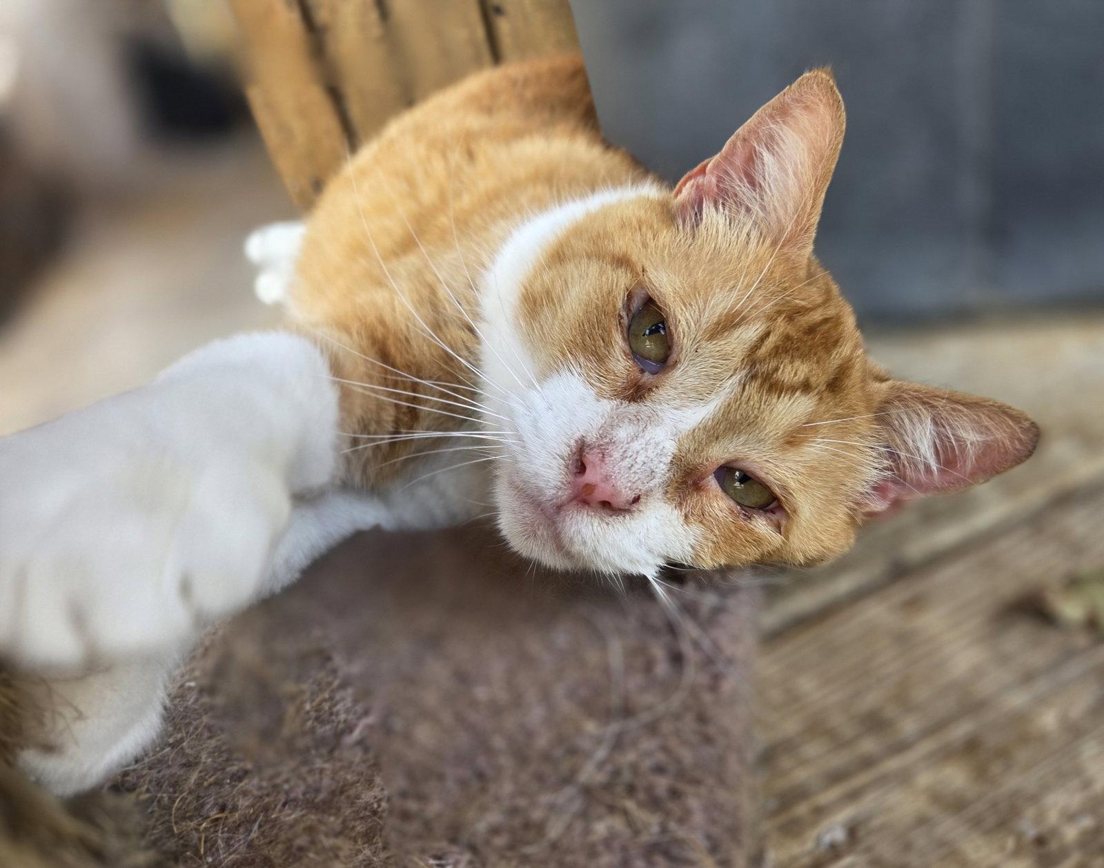 Enlarge Pumpkin, a Adoptable mixed breed in Attalla, AL image 3/3