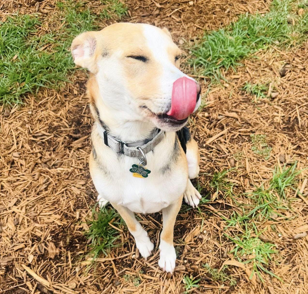 Enlarge Lady nka Scout, a Adopted mixed breed in Houston, TX image 1/3