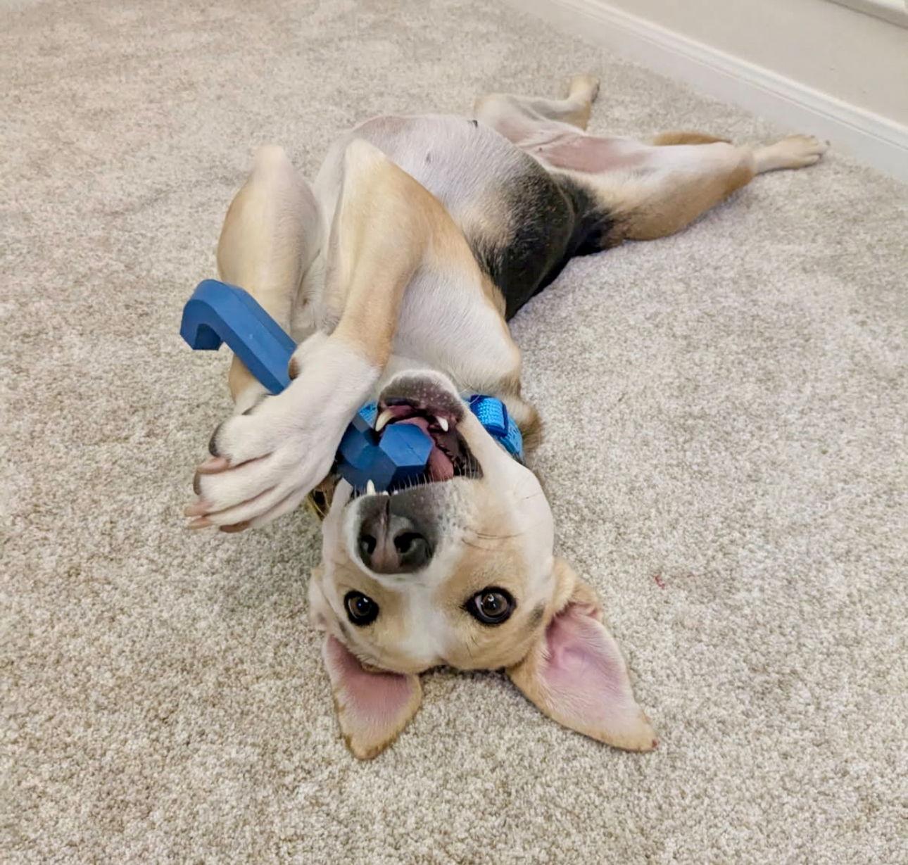 Enlarge Lady nka Scout, a Adopted mixed breed in Houston, TX image 2/3