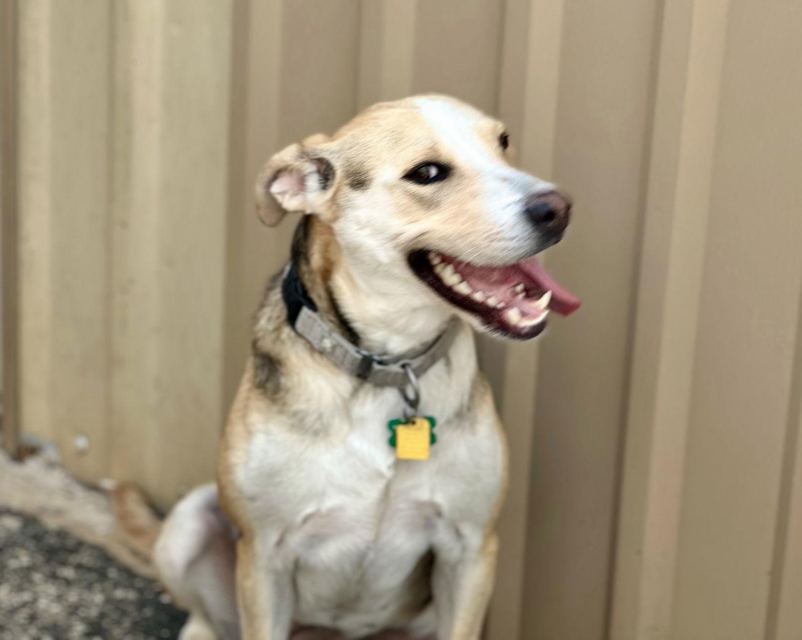 Enlarge Lady nka Scout, a Adopted mixed breed in Houston, TX image 3/3