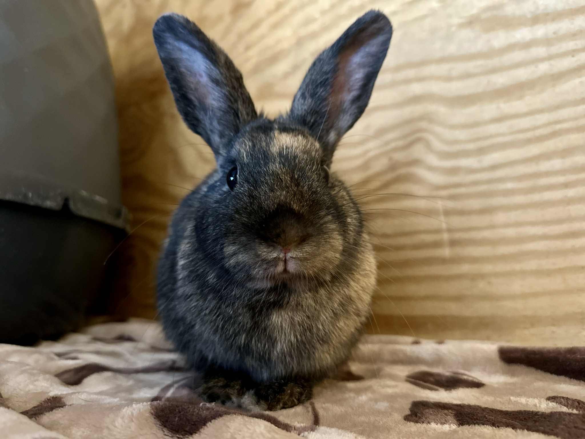 Dizzy, Adoptable, Young Female Bunny Rabbit & Harlequin.