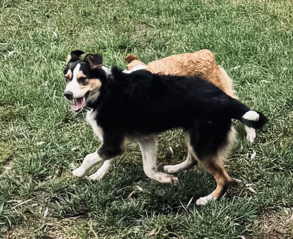 Enlarge Atlas, a Adoptable mixed breed in Louisburg, KS image 4/6
