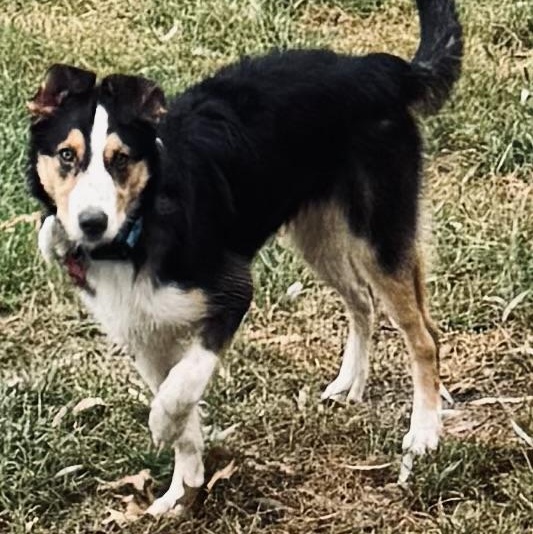 Enlarge Atlas, a Adoptable mixed breed in Louisburg, KS image 2/6