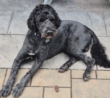 Moe (bonded to Max), Adoptable, Adult Male Labradoodle.