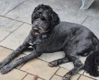 Enlarge Moe (bonded to Max), a Adoptable mixed breed in Cranbrook, BC image 2/3
