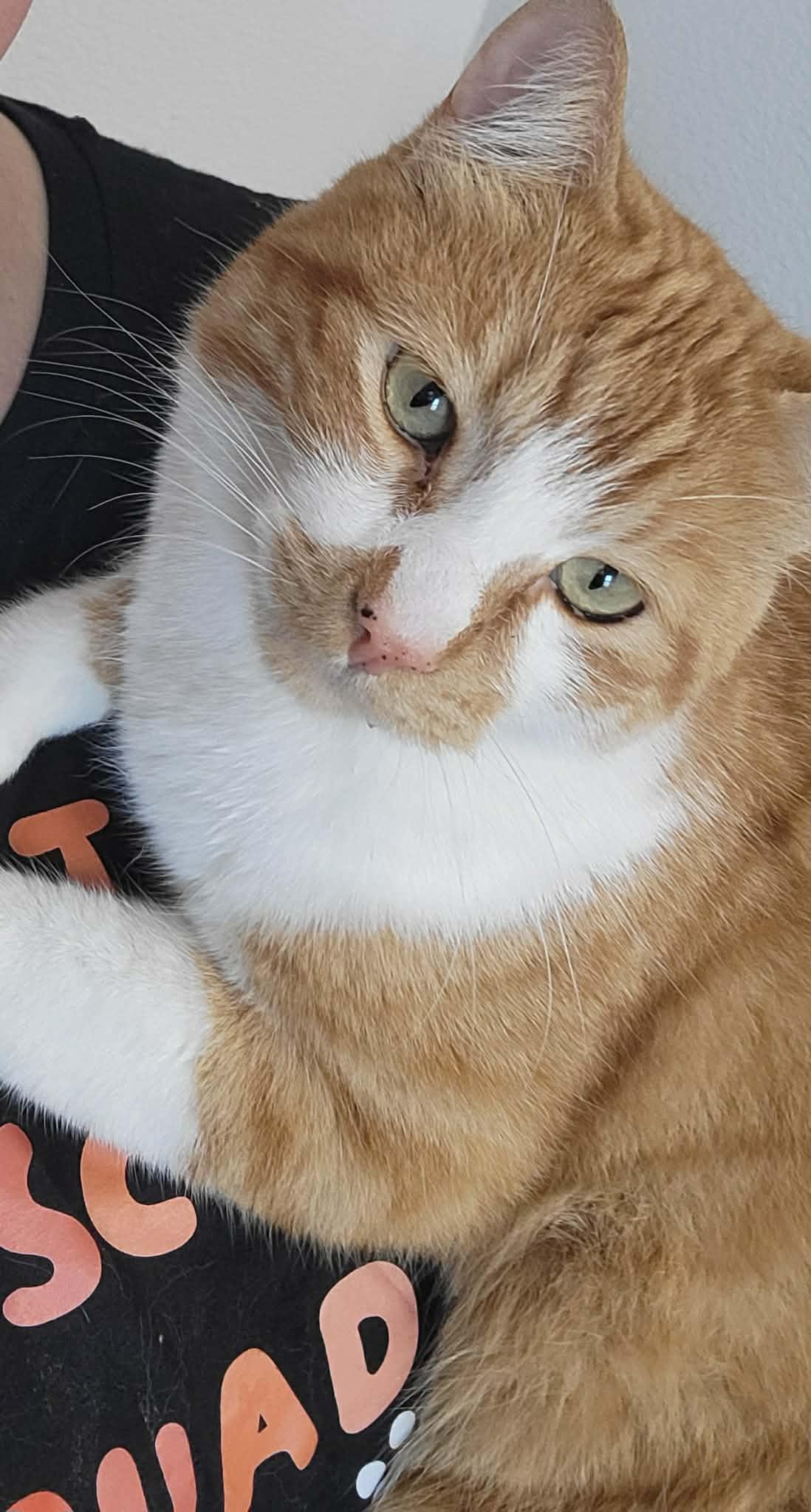 Sonny, ADOPTABLE, Adult Male Domestic Short Hair.
