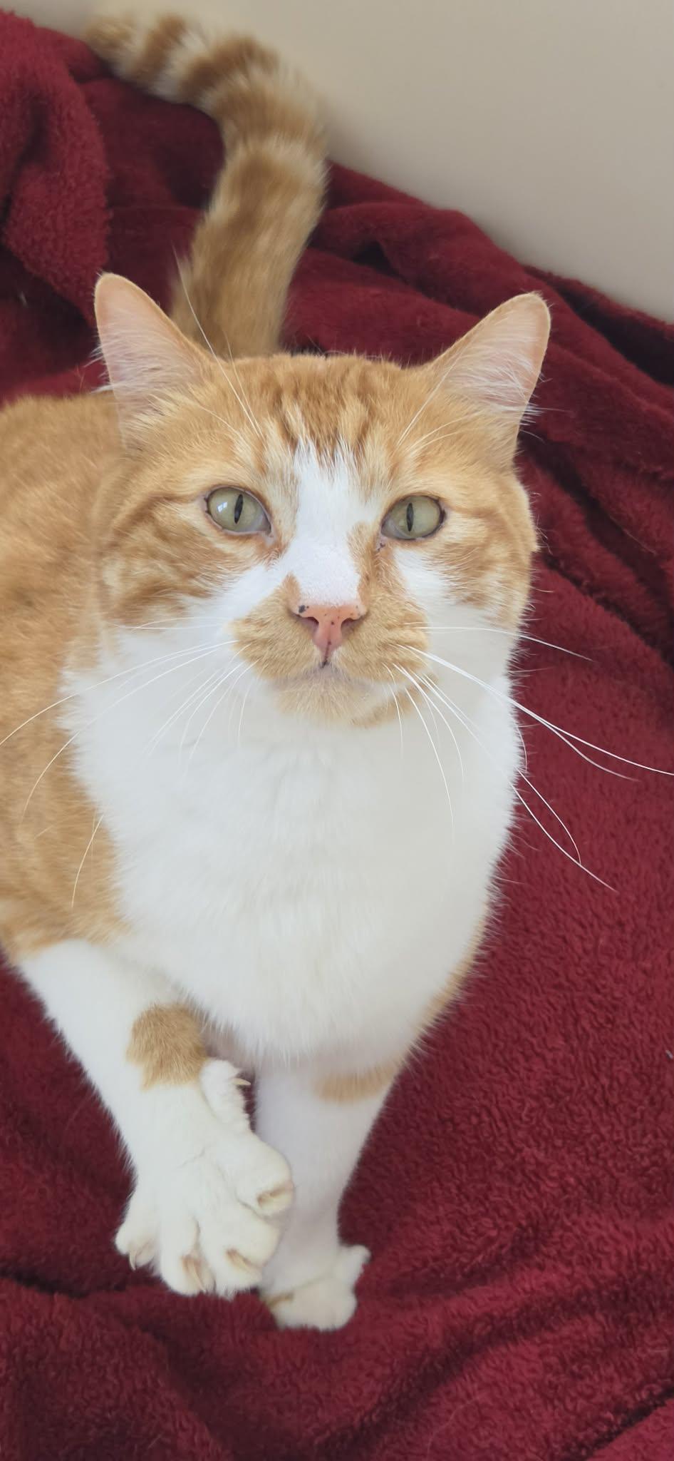 Sonny, a ADOPTABLE Domestic Short Hair in Yakima, WA image 5/5