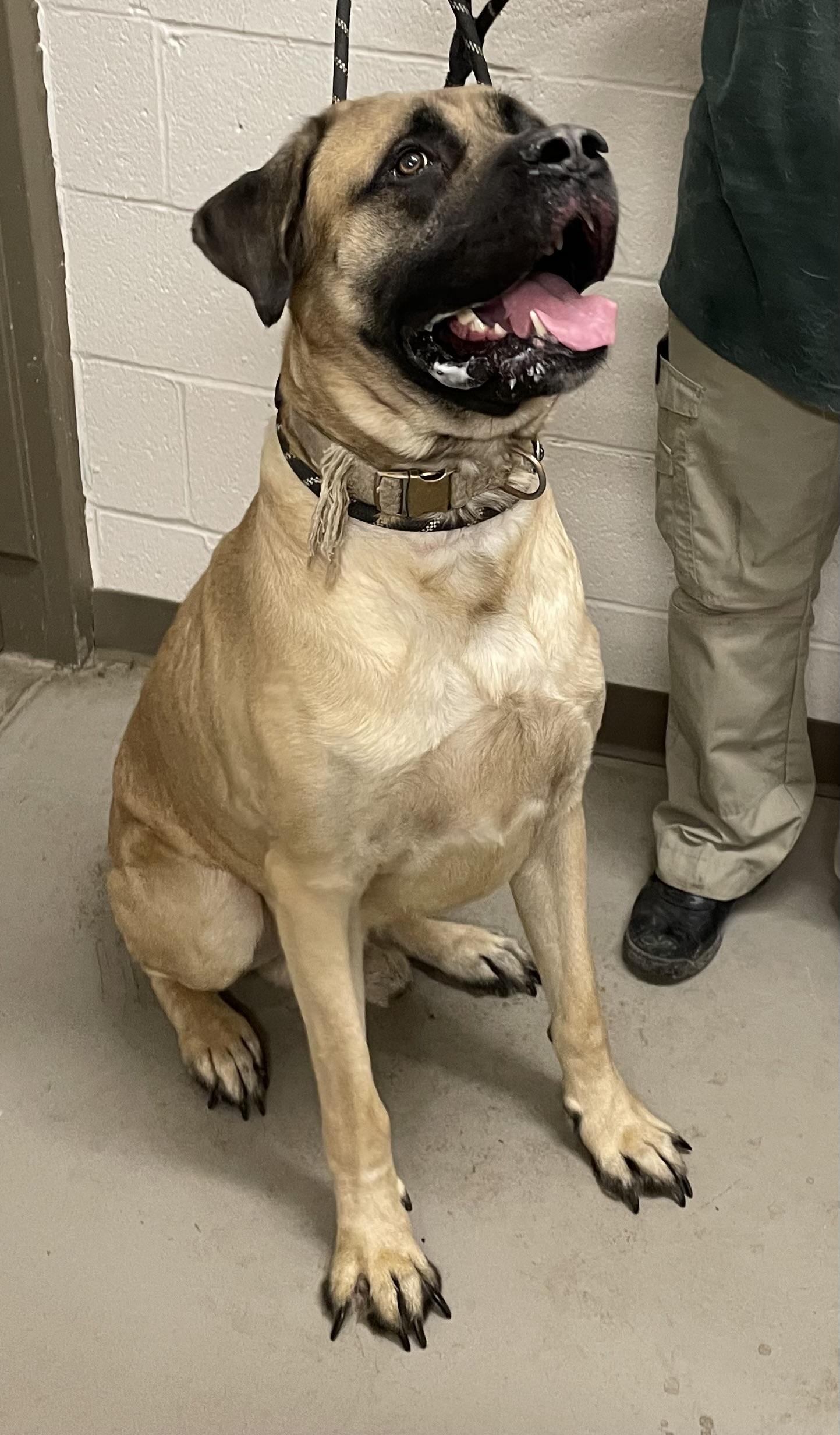 Enlarge Jolly ADOPTED, a Adopted mixed breed in Canton, OH image 4/5