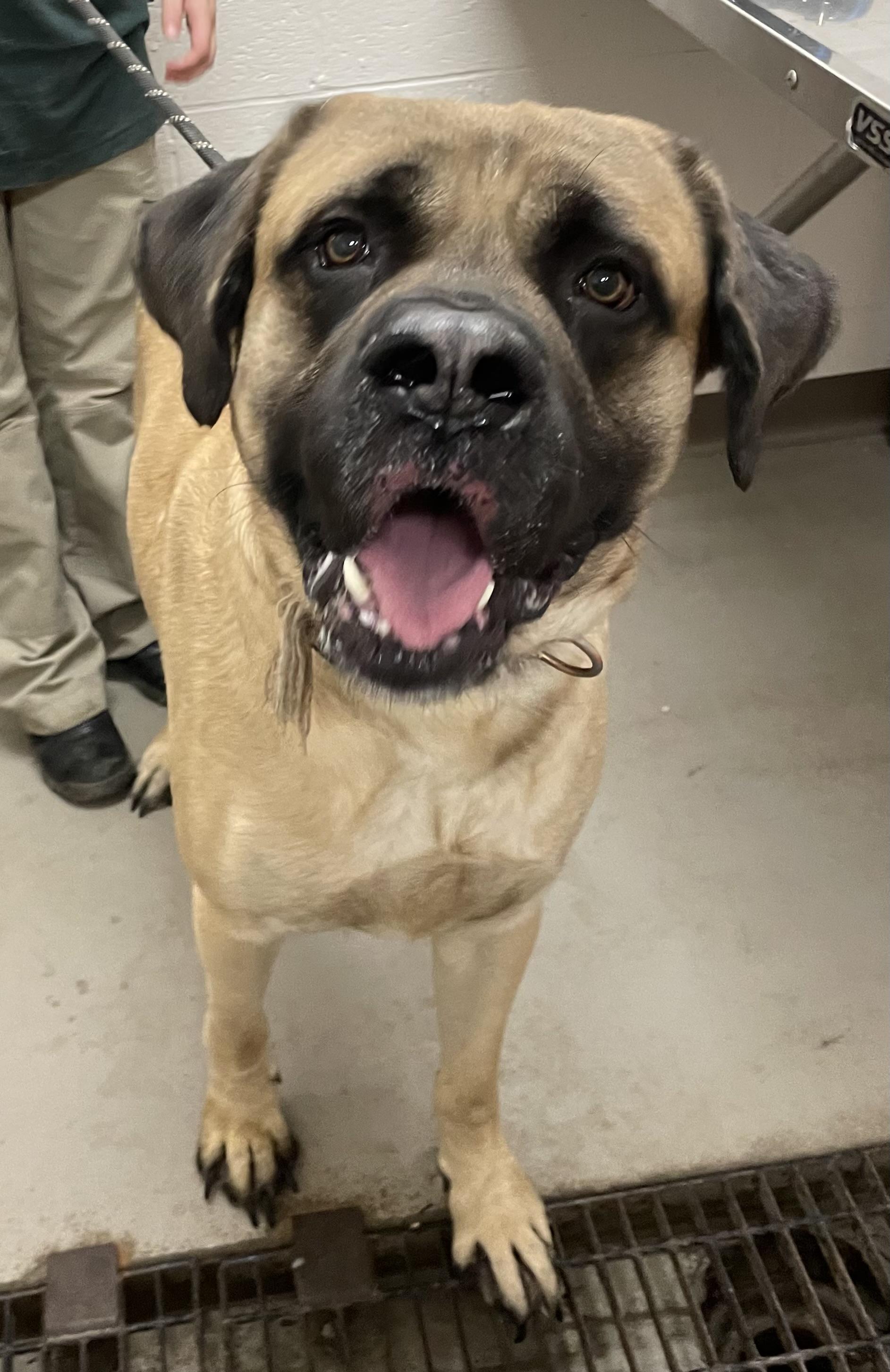 Enlarge Jolly ADOPTED, a Adopted mixed breed in Canton, OH image 3/5