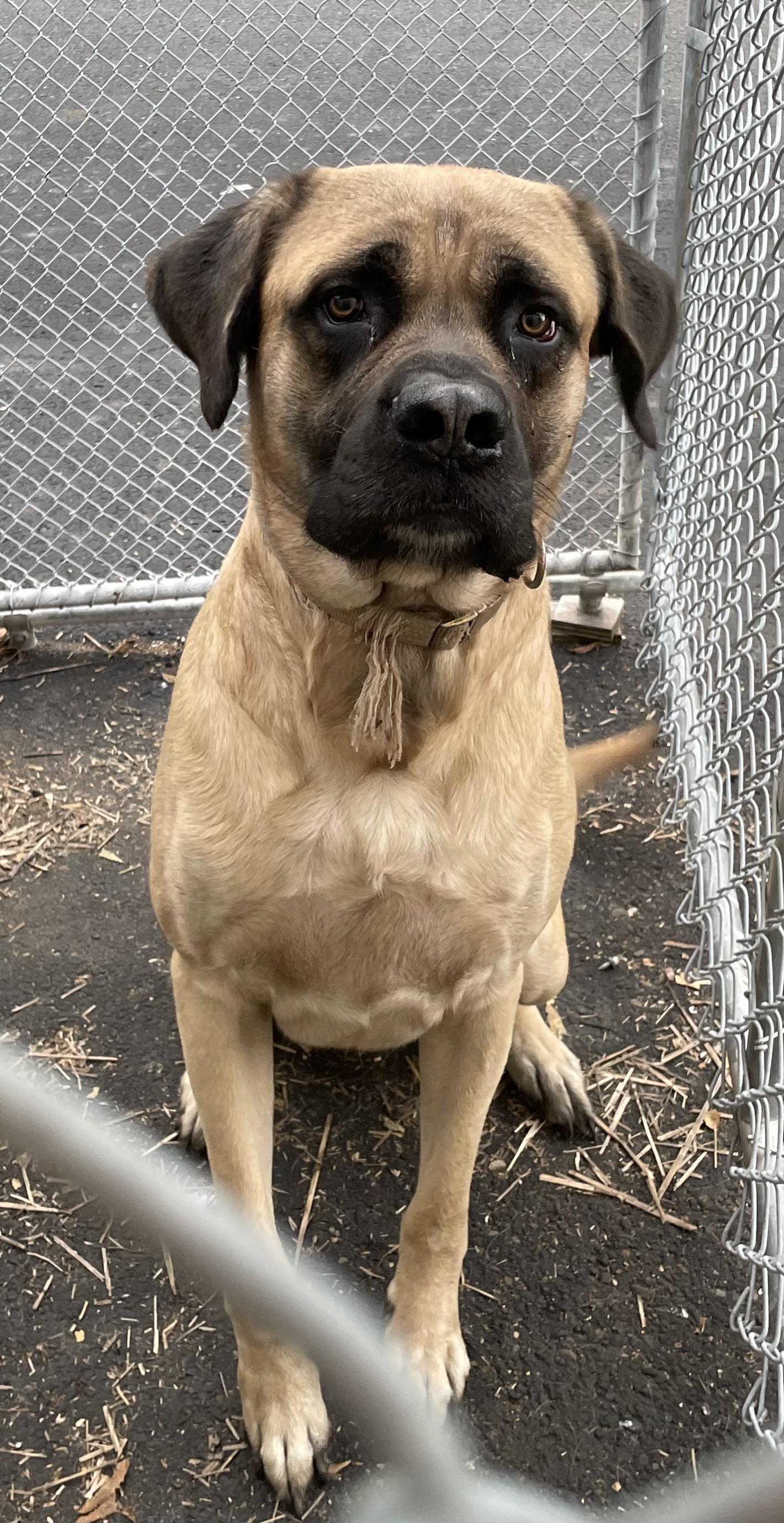 Enlarge Jolly ADOPTED, a Adopted mixed breed in Canton, OH image 5/5