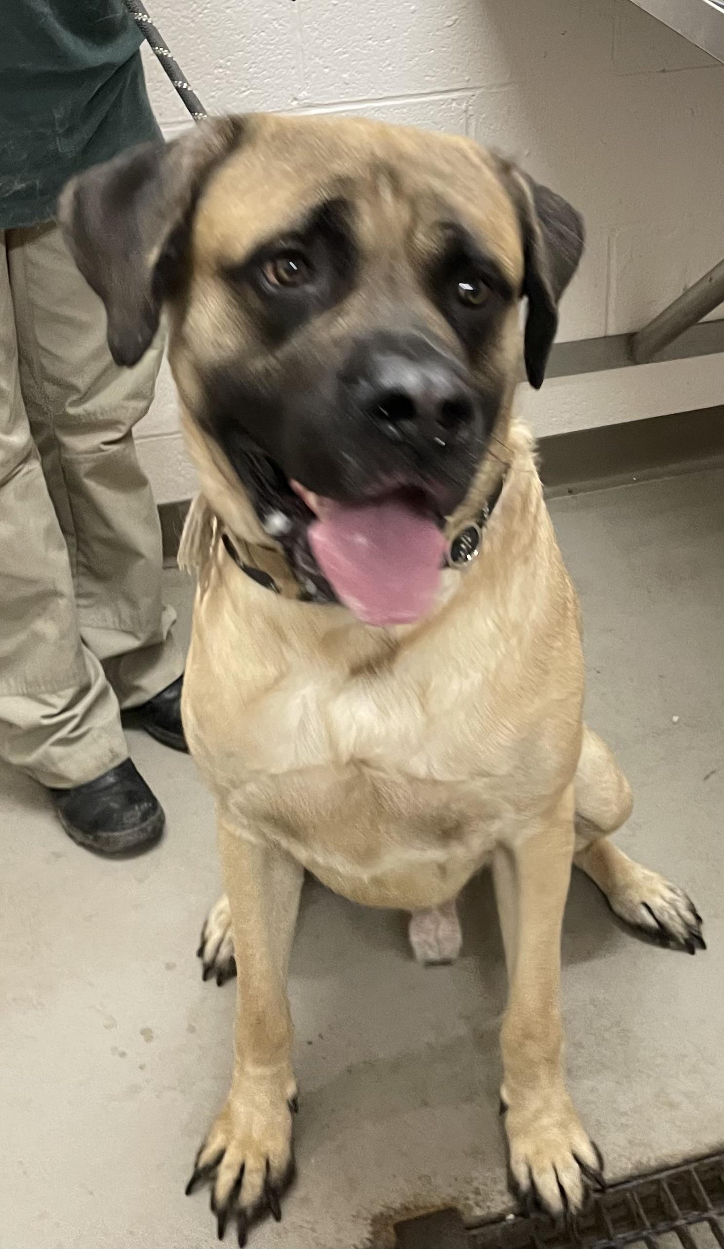 Enlarge Jolly ADOPTED, a Adopted mixed breed in Canton, OH image 1/5