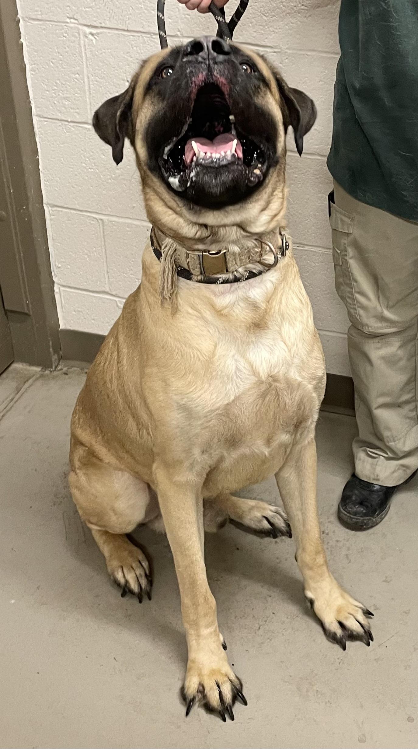 Enlarge Jolly ADOPTED, a Adopted mixed breed in Canton, OH image 2/5
