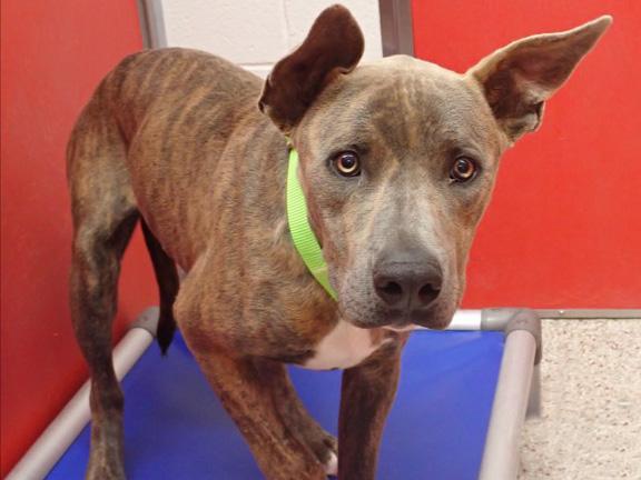 YOPPA, Adoptable, Adult Male Boxer & Pit Bull Terrier.