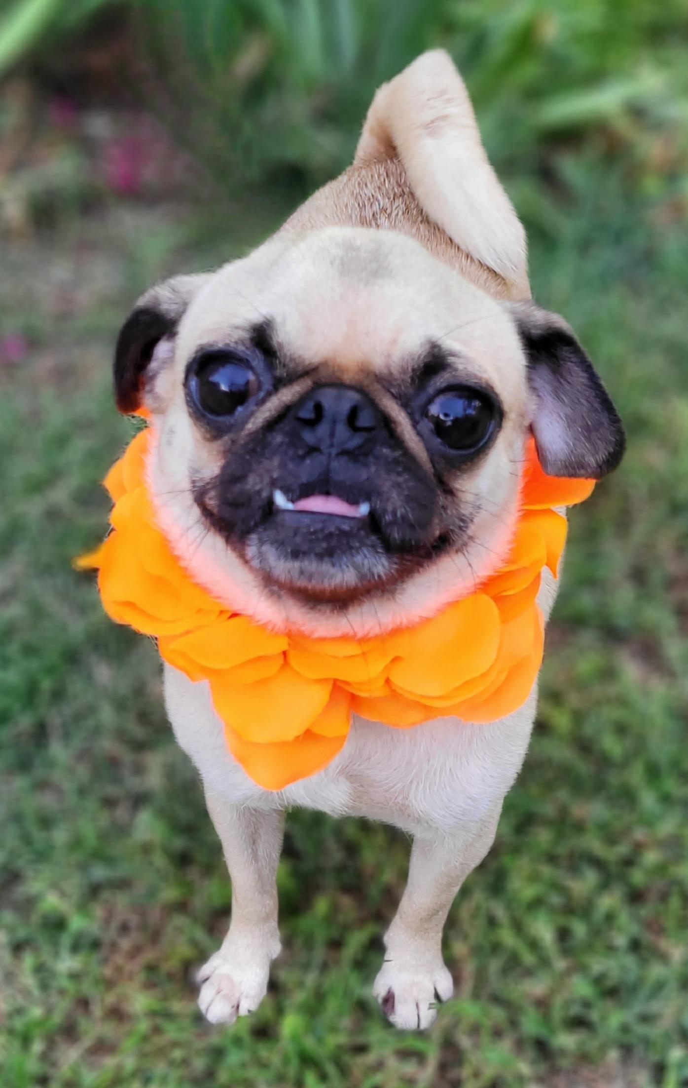 Pixie, Adoptable, Adult Female Pug.