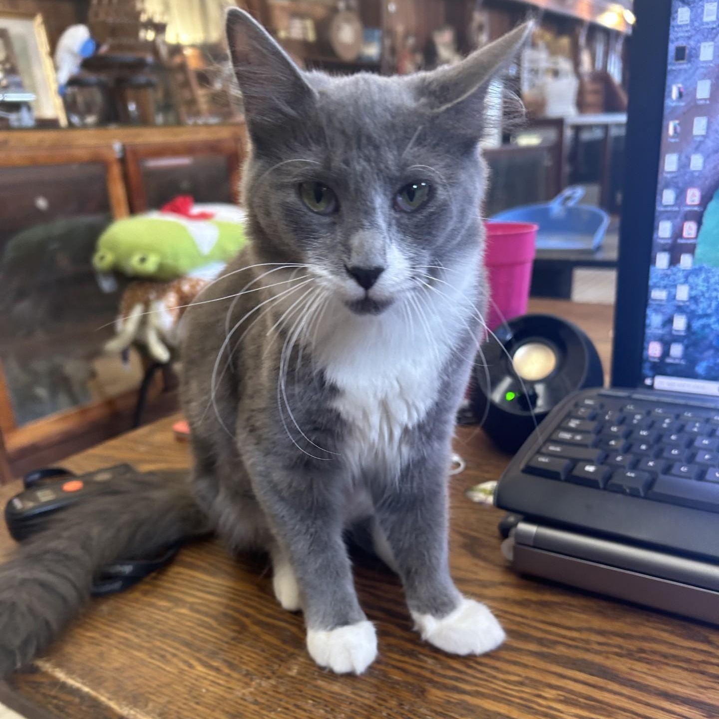 Jewel, an adopted Domestic Medium Hair in Springdale, AR image 3/3