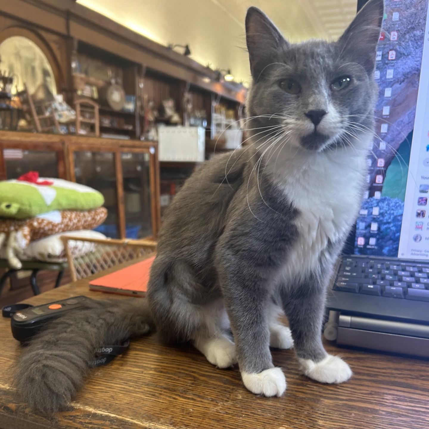 Jewel, an adopted Domestic Medium Hair in Springdale, AR image 1/3
