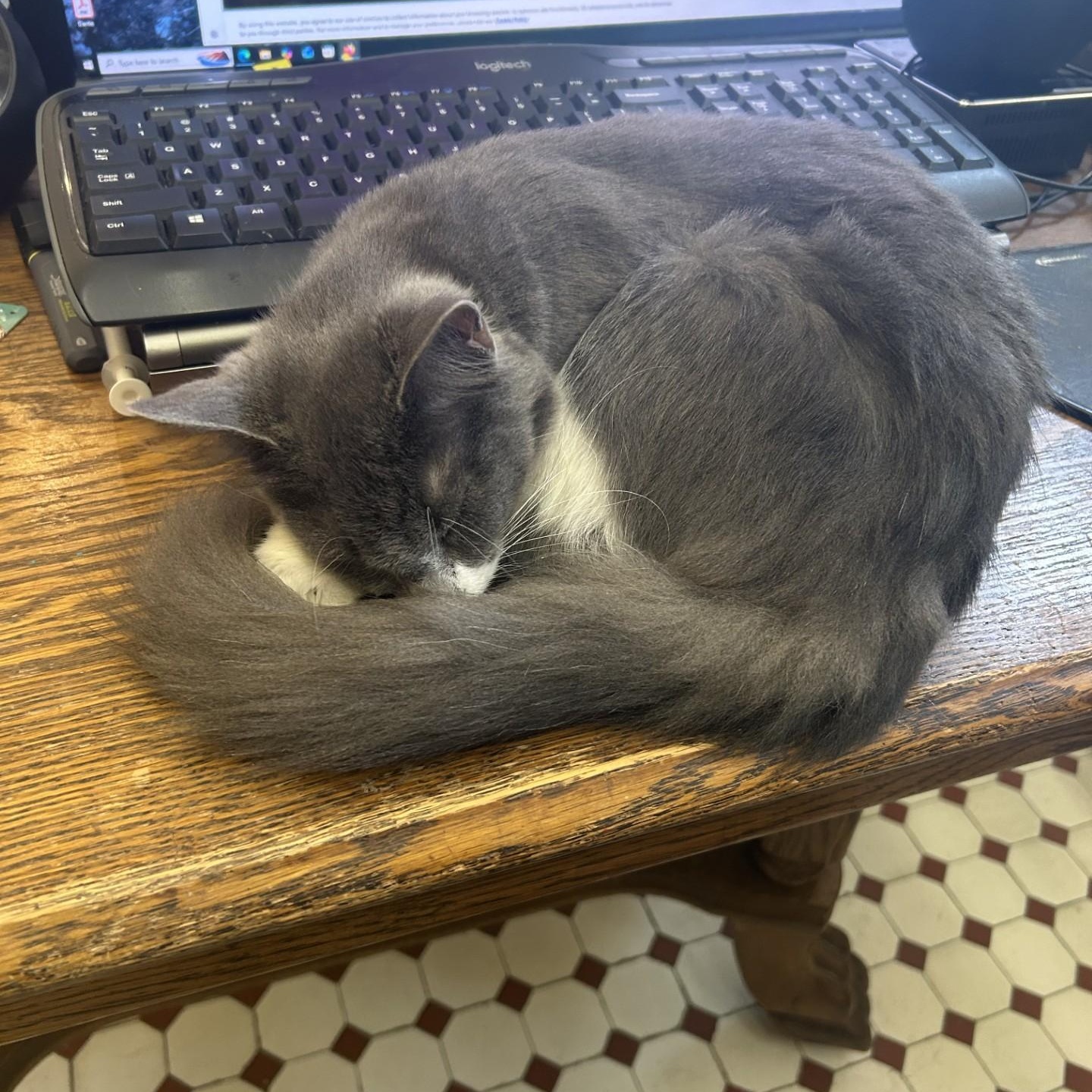 Jewel, an adopted Domestic Medium Hair in Springdale, AR image 2/3