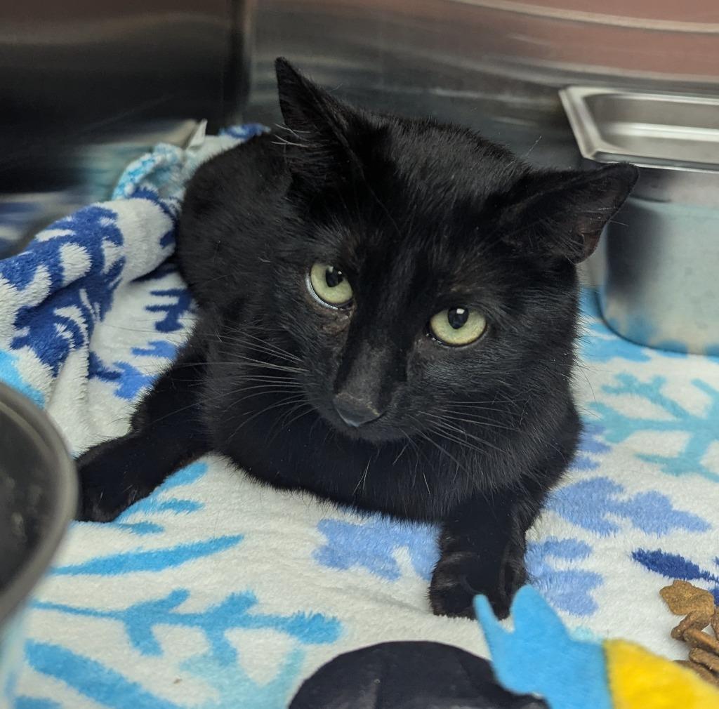 Enlarge Porsche, a Adoptable mixed breed in Logan, UT image 1/1