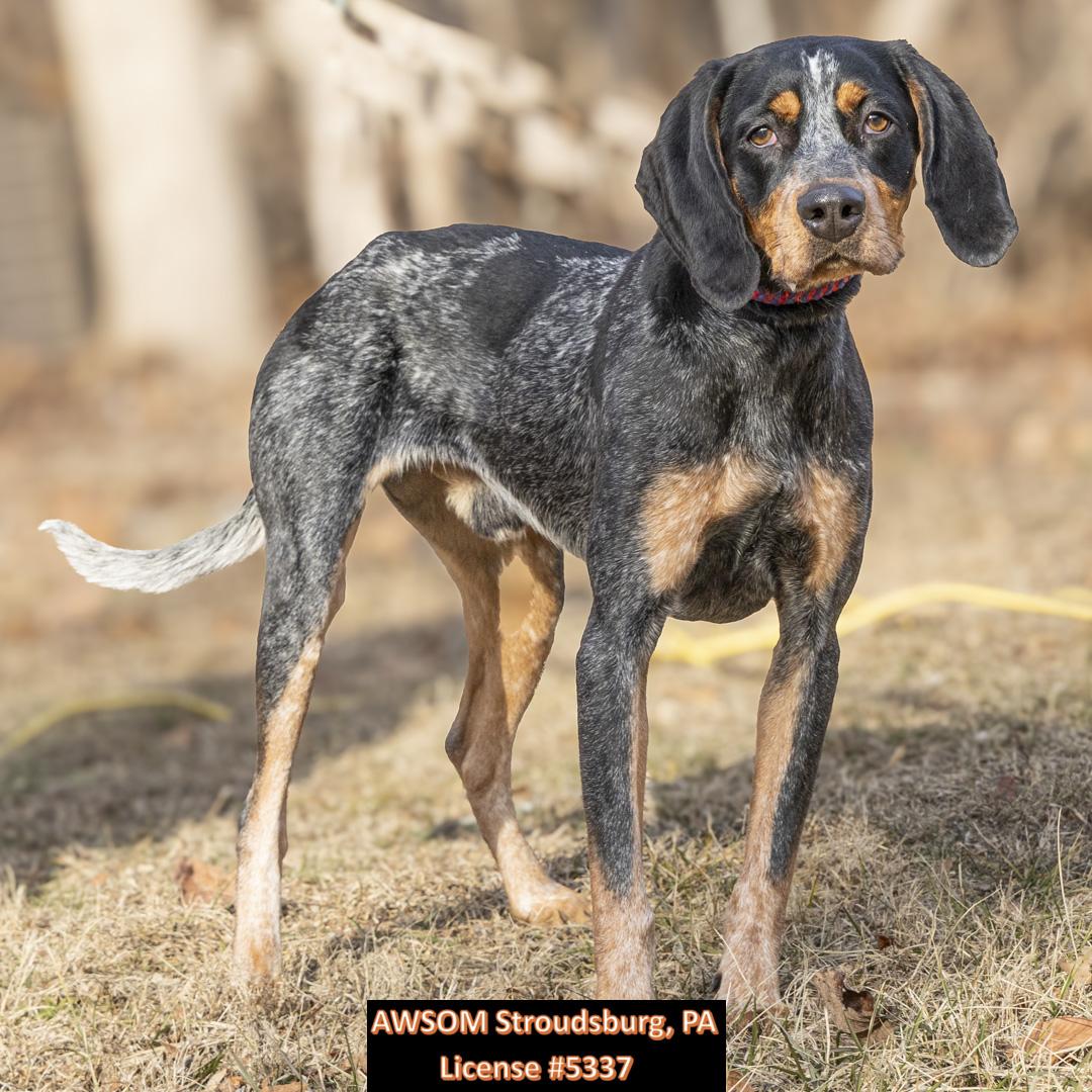 Bluey, Adoptable, Adult Male Bluetick Coonhound.