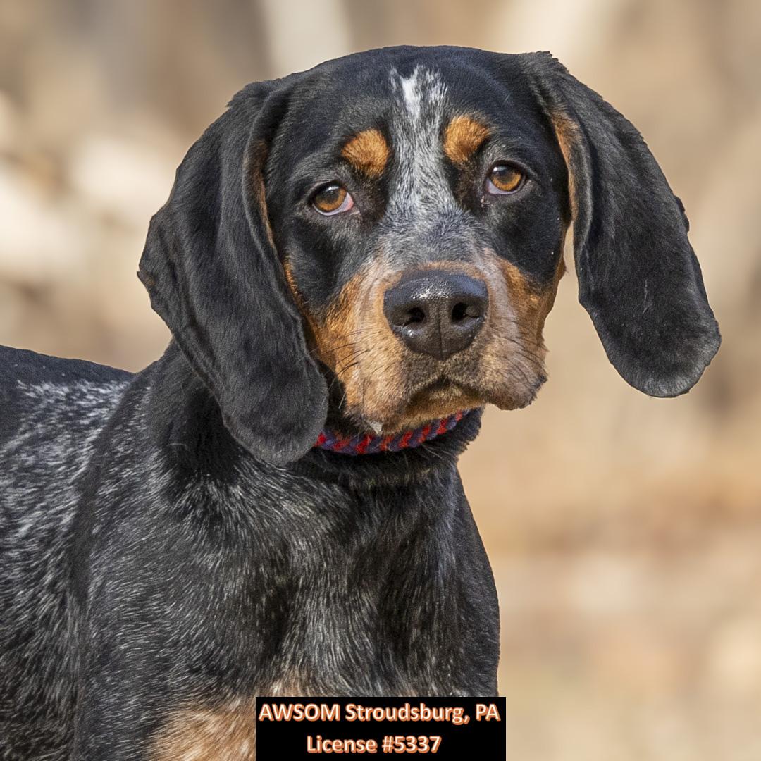 Enlarge Bluey, a Adoptable mixed breed in Stroudsburg, PA image 2/2