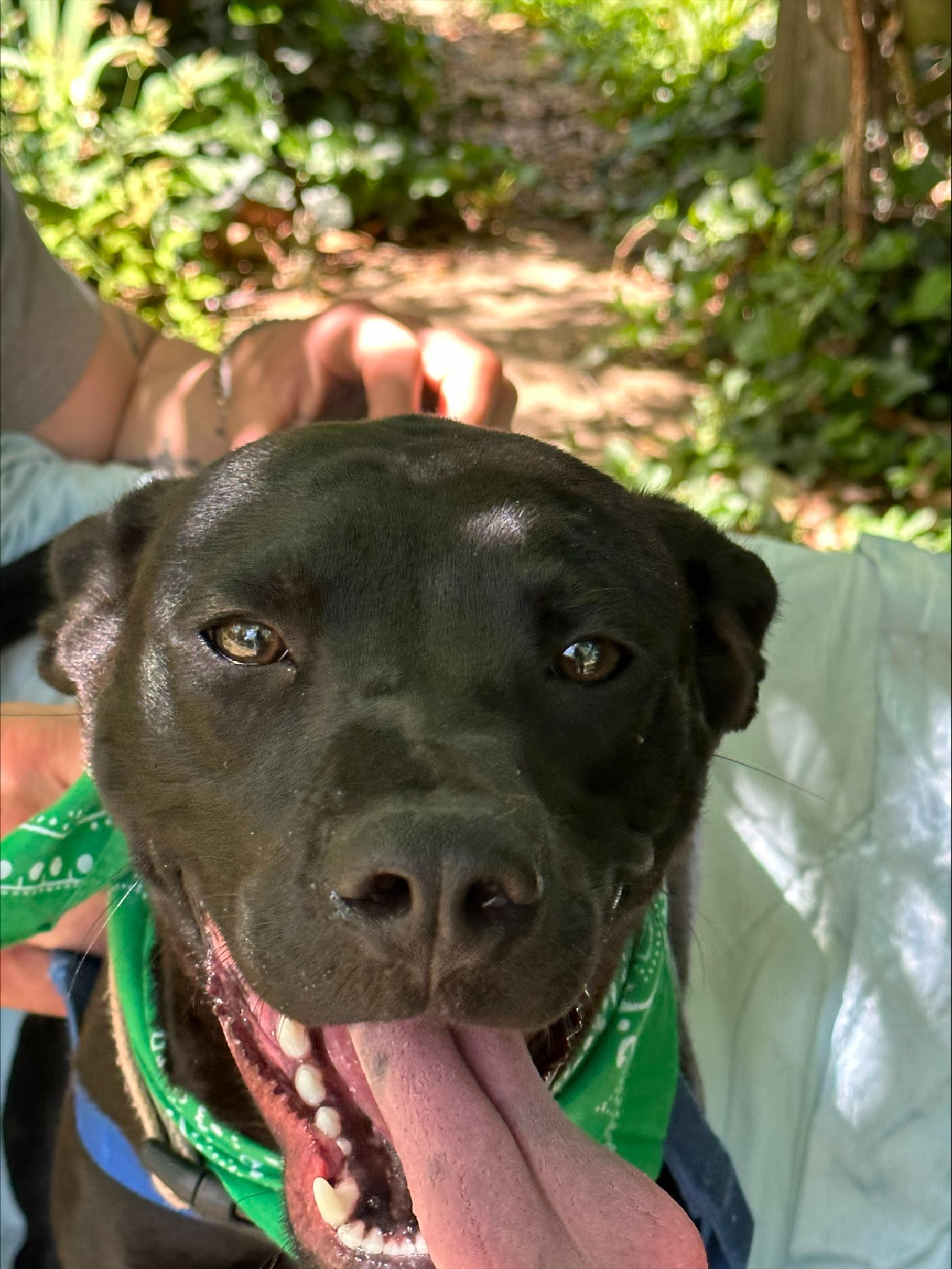 Enlarge Jack Flash, a Adoptable mixed breed in Woburn, MA image 5/5