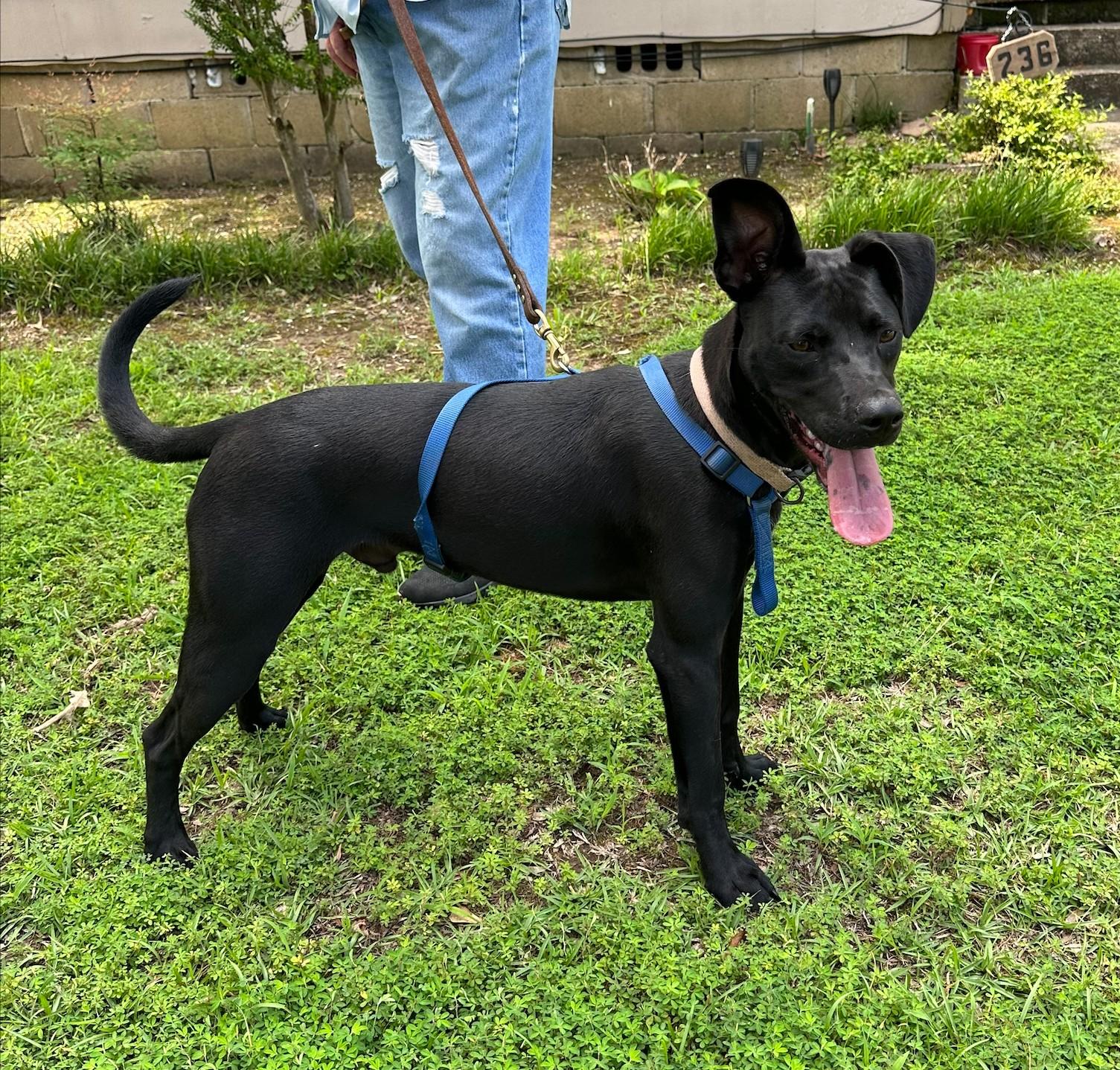 Enlarge Jack Flash, a Adoptable mixed breed in Woburn, MA image 1/5