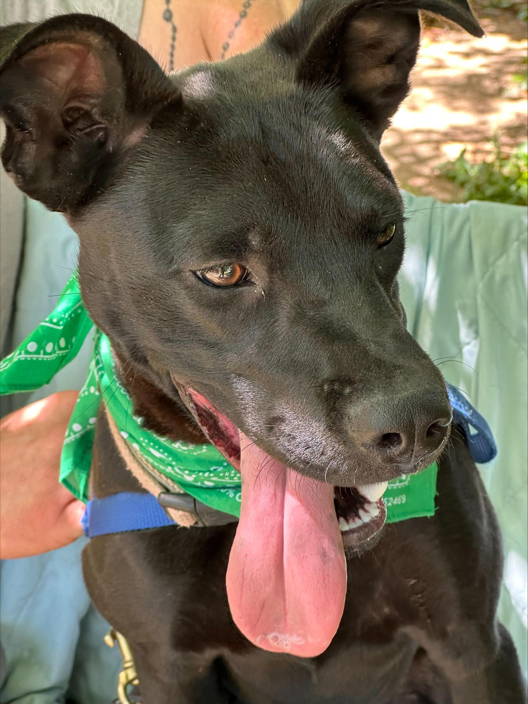 Enlarge Jack Flash, a Adoptable mixed breed in Woburn, MA image 2/5