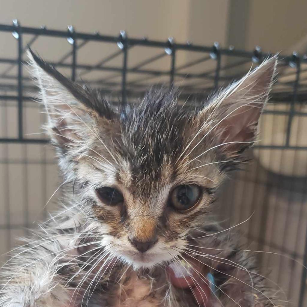 Wile E, Adoptable, Young Male Domestic Short Hair.