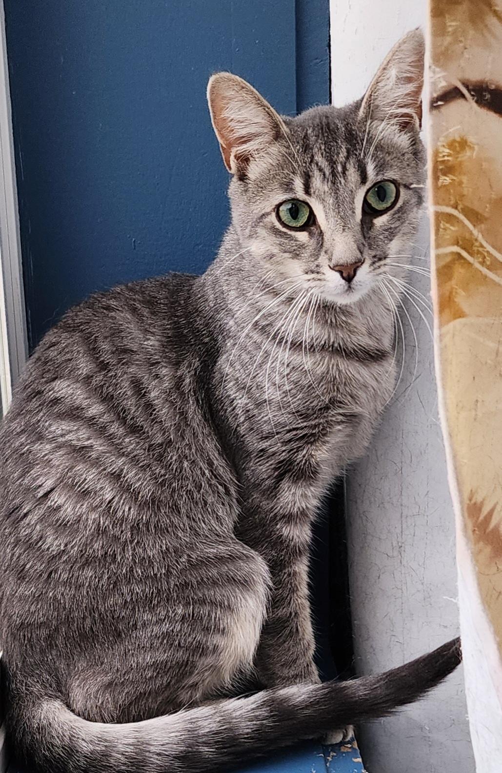 Tinsel, Adoptable, Adult Female Domestic Short Hair.