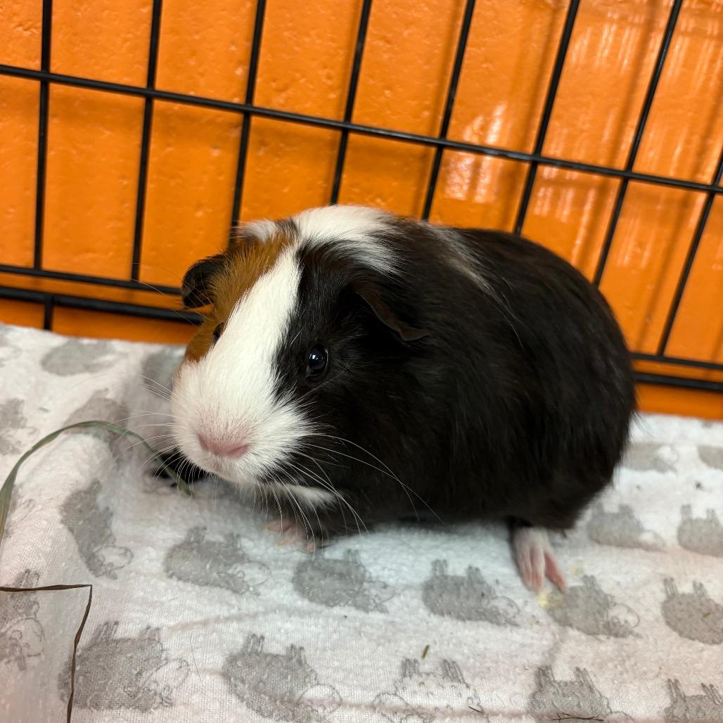 Scribbles, Adoptable, Baby Female Guinea Pig.
