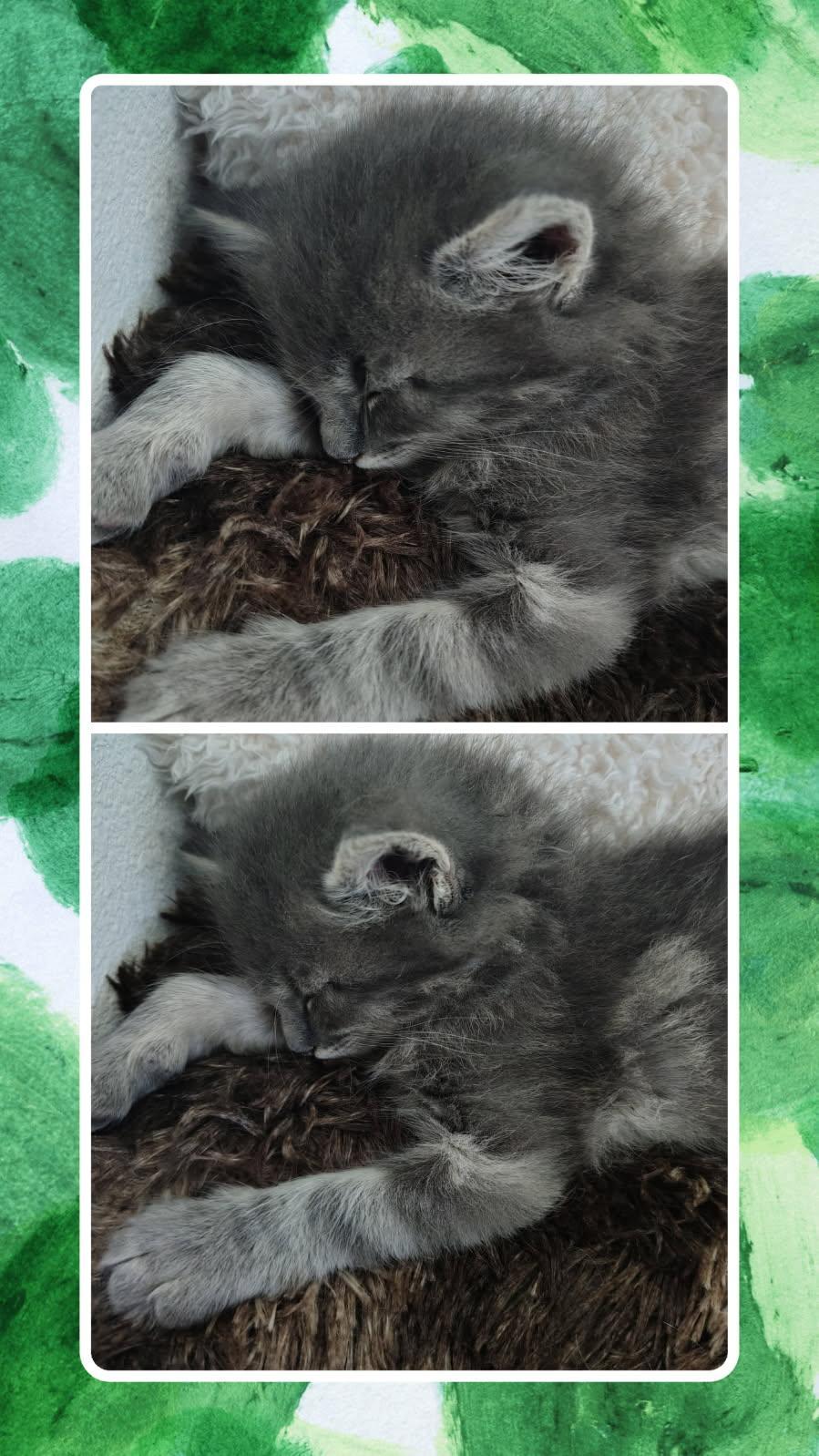 Enlarge Axle, a ADOPTABLE Domestic Medium Hair in Terrell, TX image 2/2