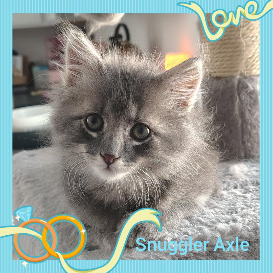 Enlarge Axle, a ADOPTABLE Domestic Medium Hair in Terrell, TX image 1/2