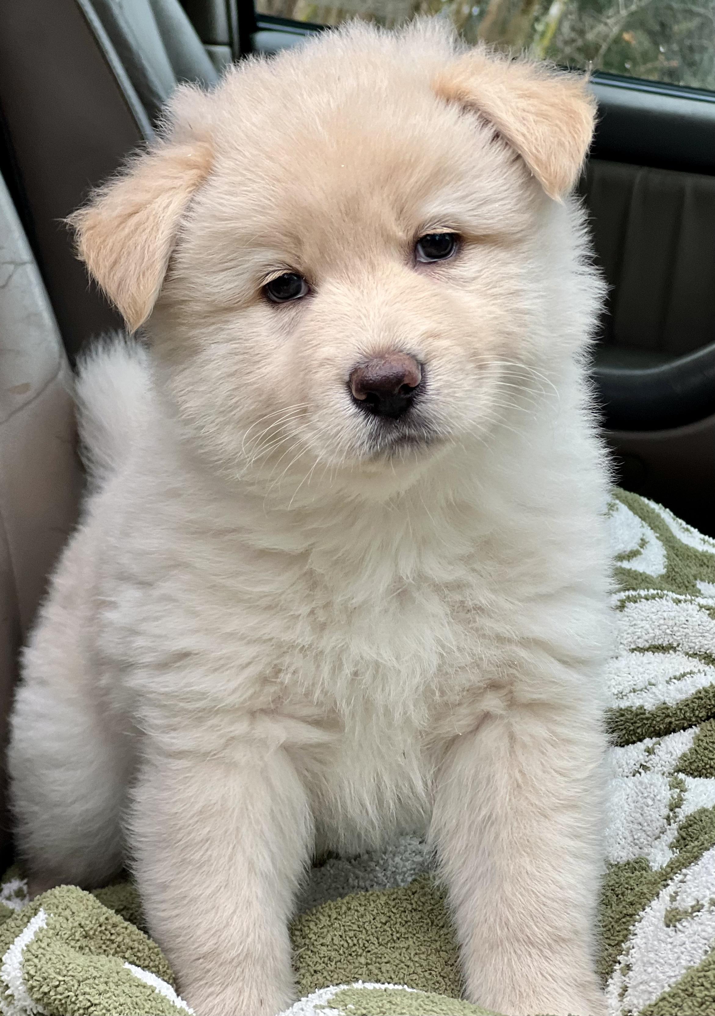 Maizy, ADOPTABLE, Puppy Female Husky.