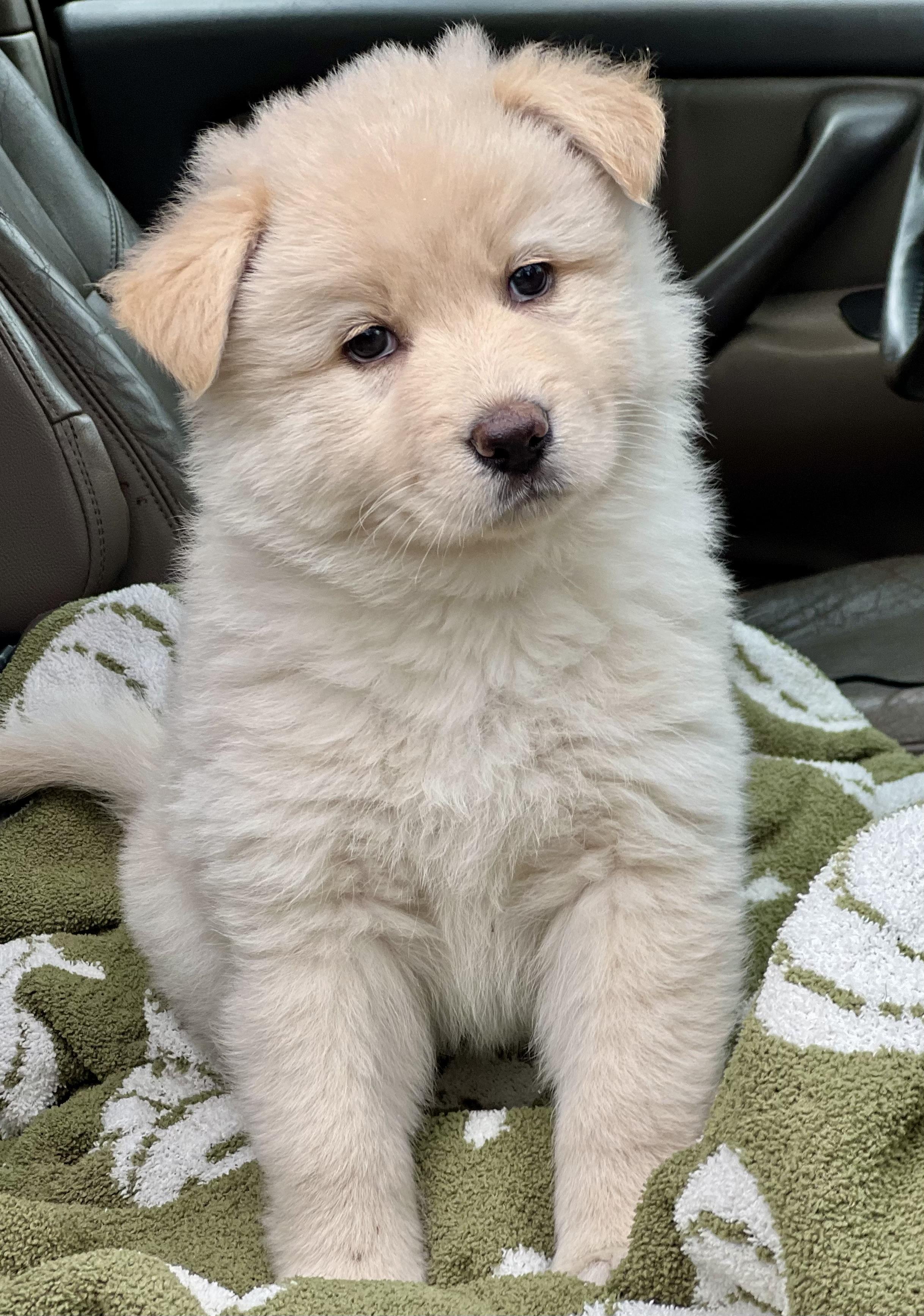 Enlarge Maizy, a ADOPTABLE mixed breed in Mt Pleasant, SC image 4/5