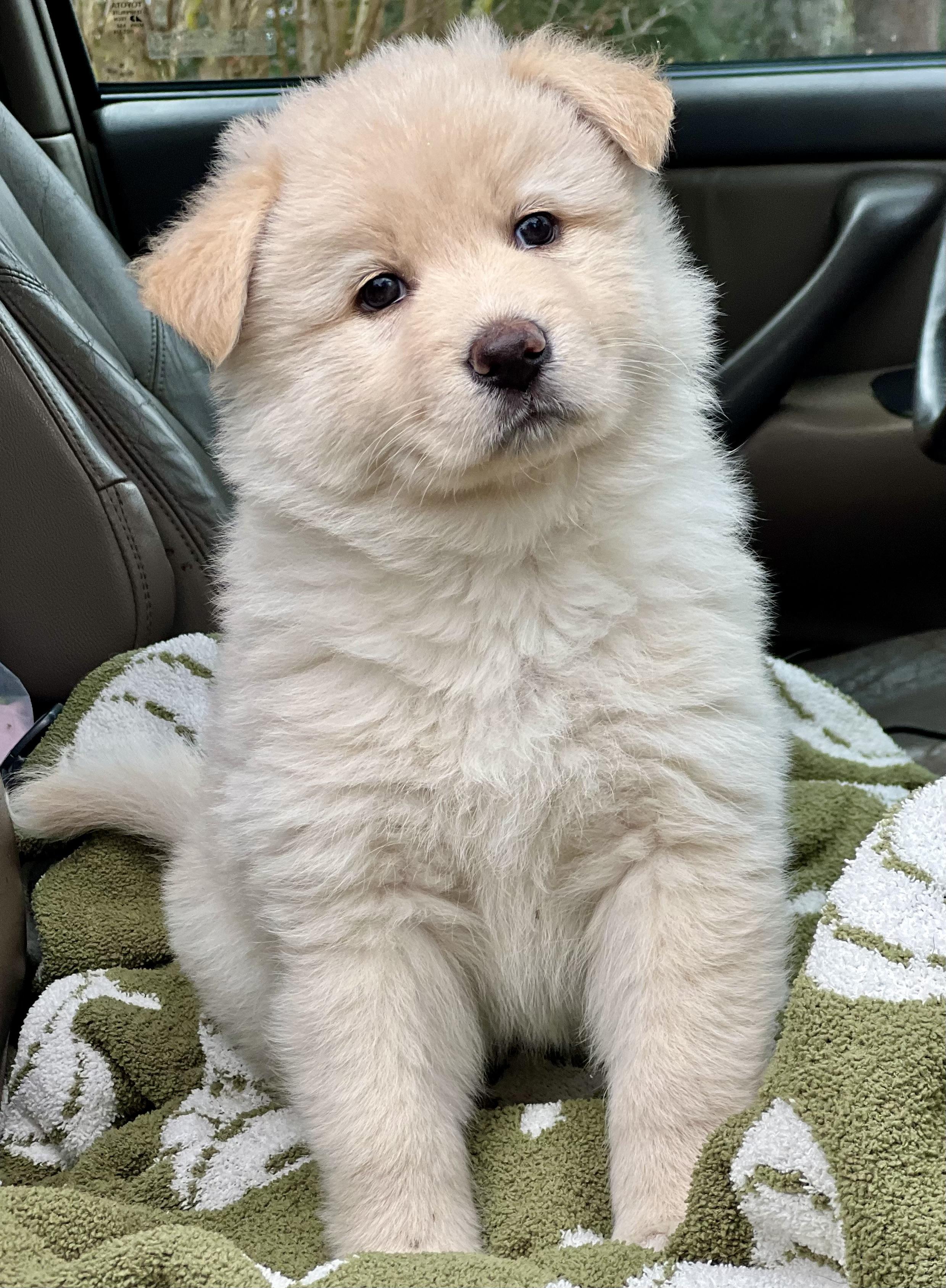 Enlarge Maizy, a ADOPTABLE mixed breed in Mt Pleasant, SC image 2/5