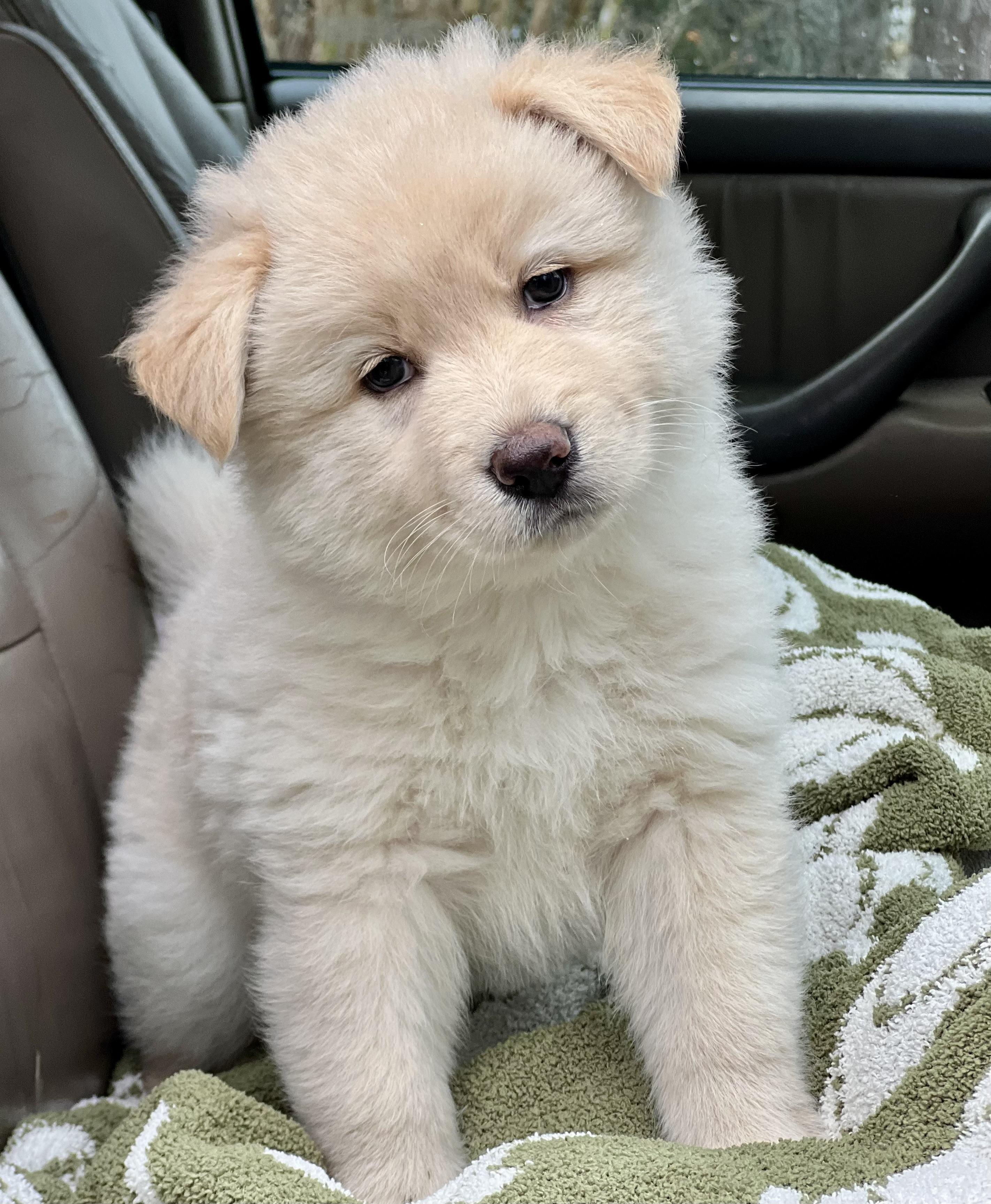 Enlarge Maizy, a ADOPTABLE mixed breed in Mt Pleasant, SC image 3/5