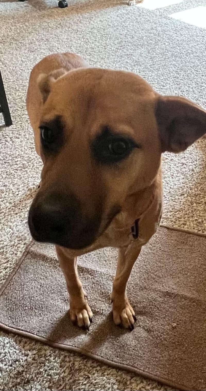 Enlarge Amber, a Adoptable Mixed Breed in Appleton, WI image 4/4
