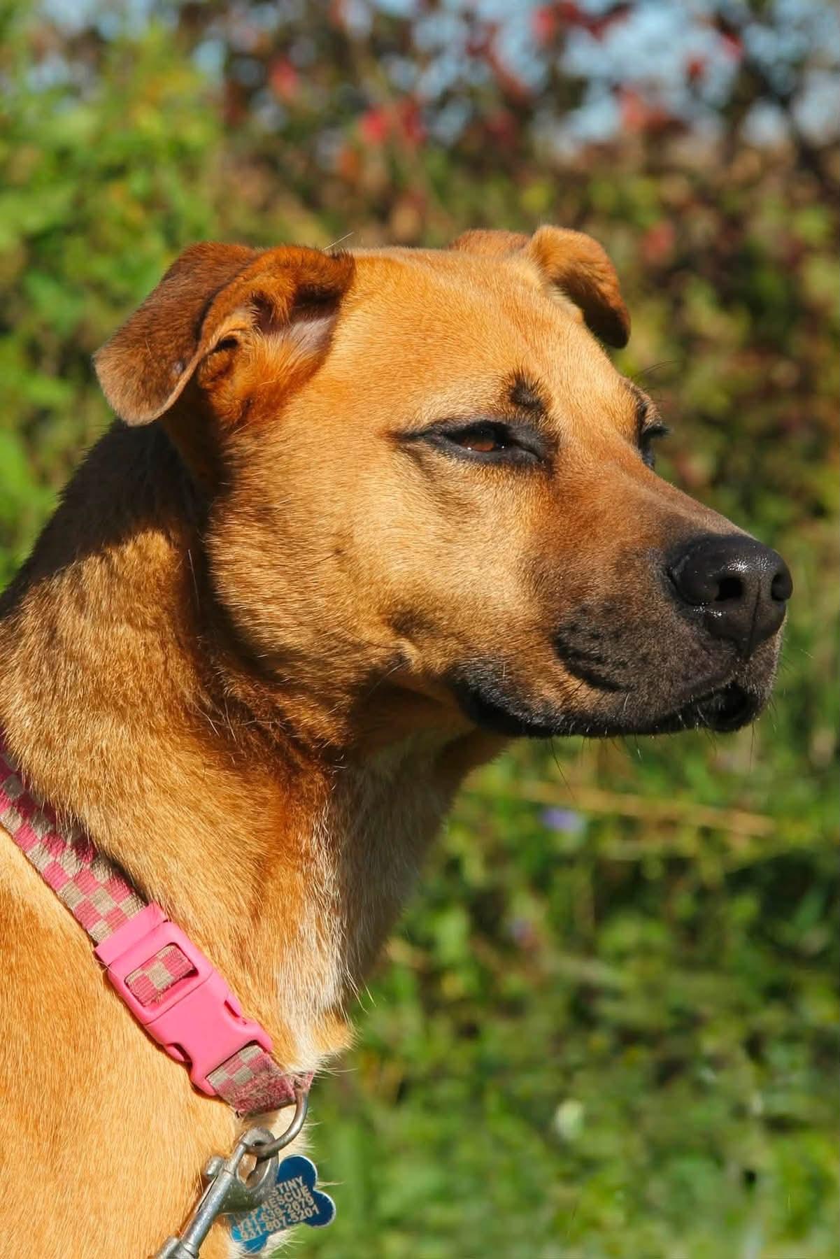 Enlarge Amber, a Adoptable Mixed Breed in Appleton, WI image 3/4